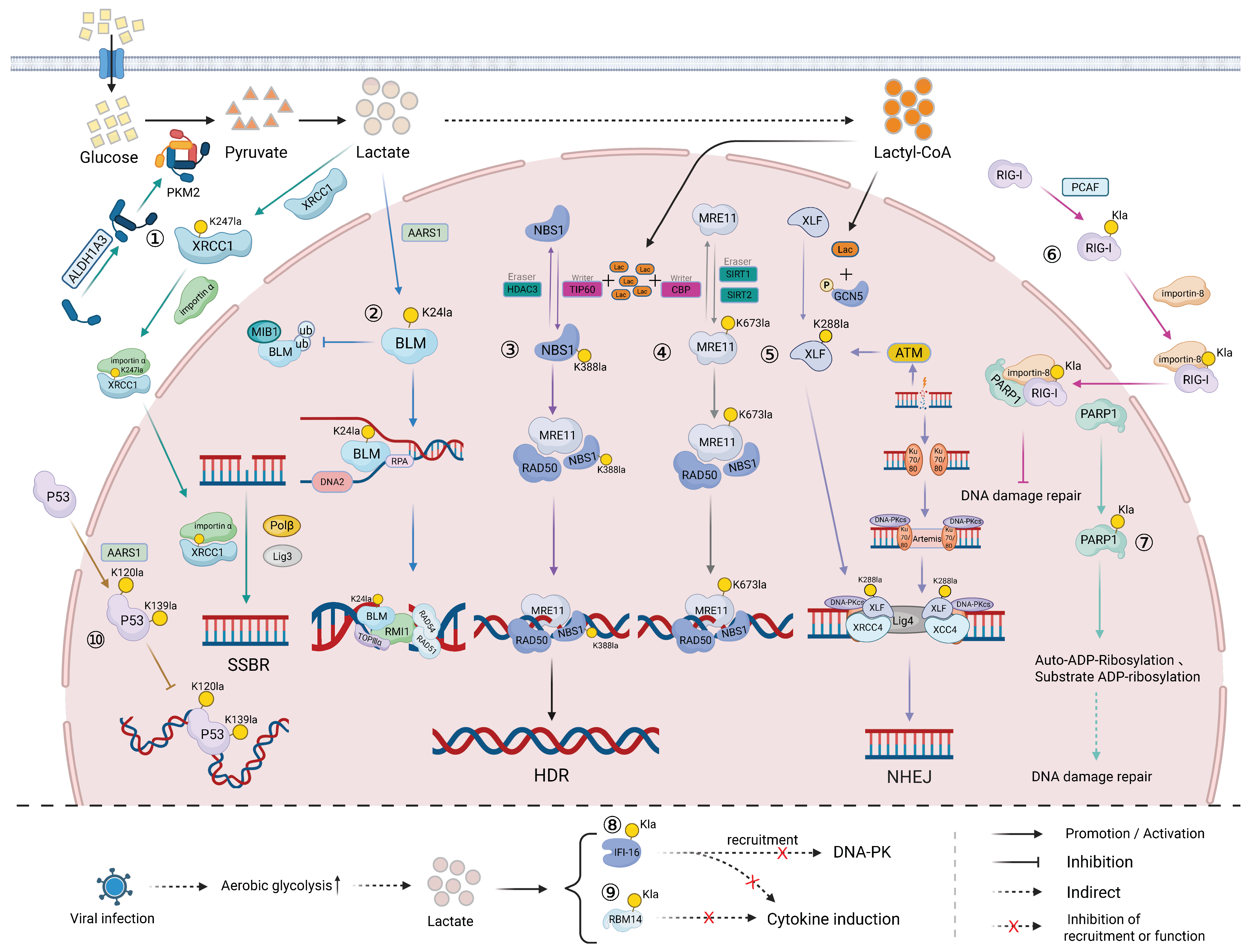 Biomolecules 16 01528 g004