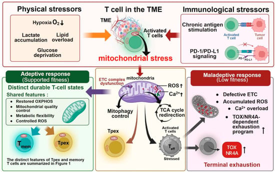 Mitochondrial Fitness in Anti-Tumor T Cells: From Activation to ...
