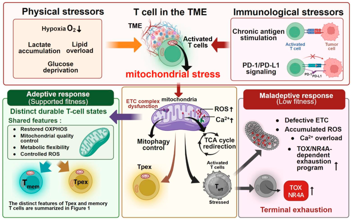 Mitochondrial Fitness in Anti-Tumor T Cells: From Activation to ...