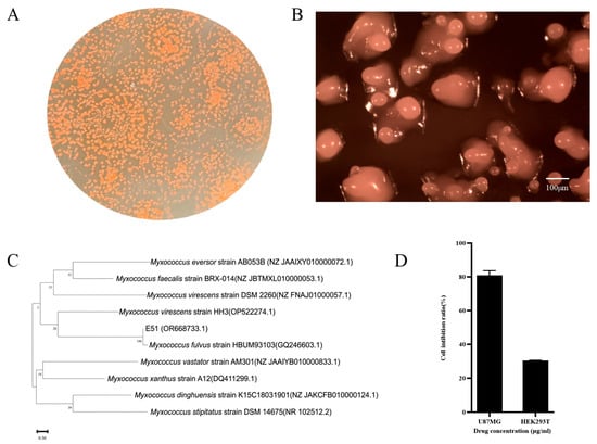 Identification of strain E51 and inhibitory activity of its metabolite crude extract. (A) Colony morphology; (B) morphology of the fruiting bodies of strain E51; (C) phylogenetic tree constructed based on 16S rRNA gene sequences; and (D) inhibitory activity of the crude extract from strain E51.