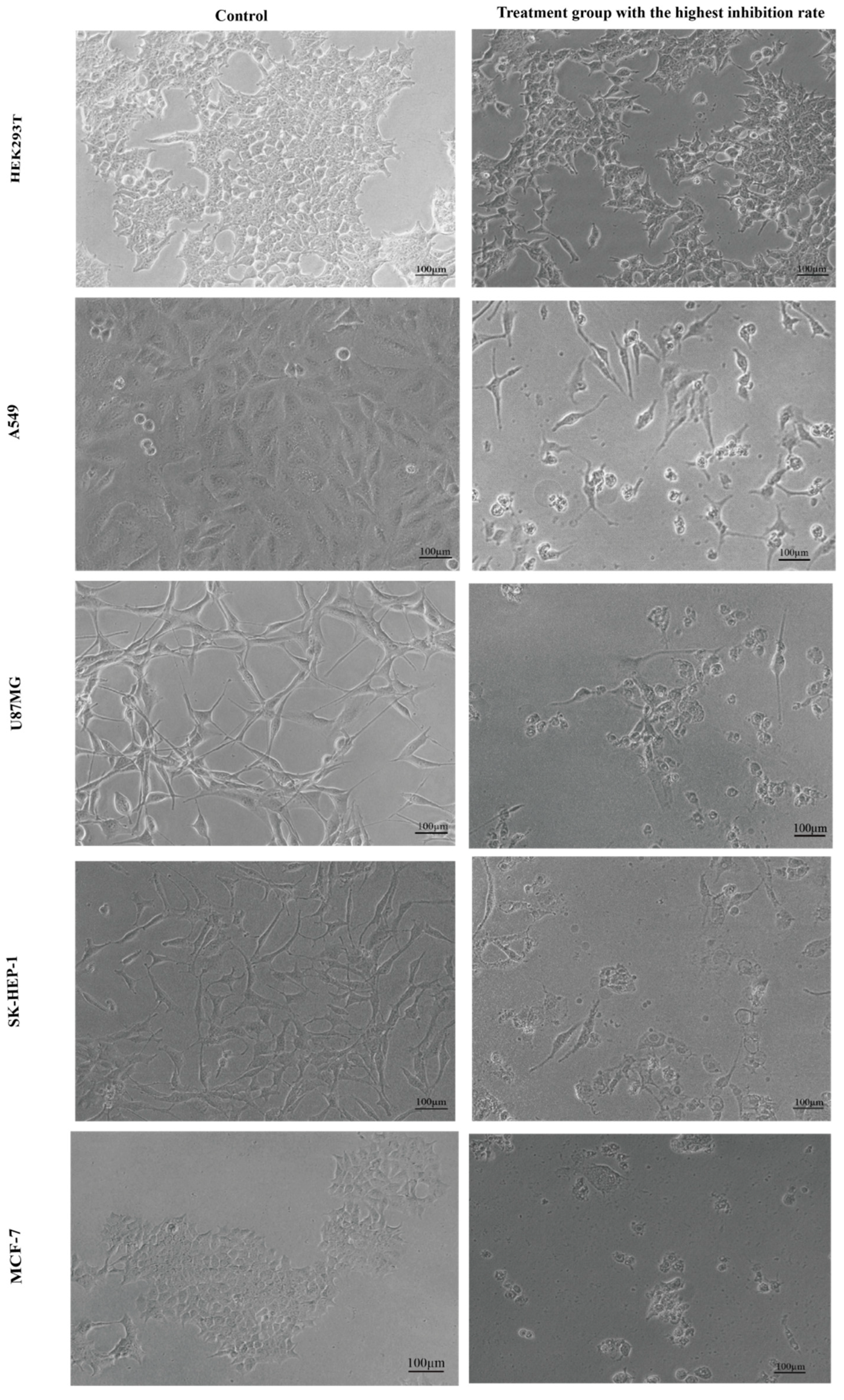 Biomolecules 16 01551 g003 Biomolecules 16 01551 g003