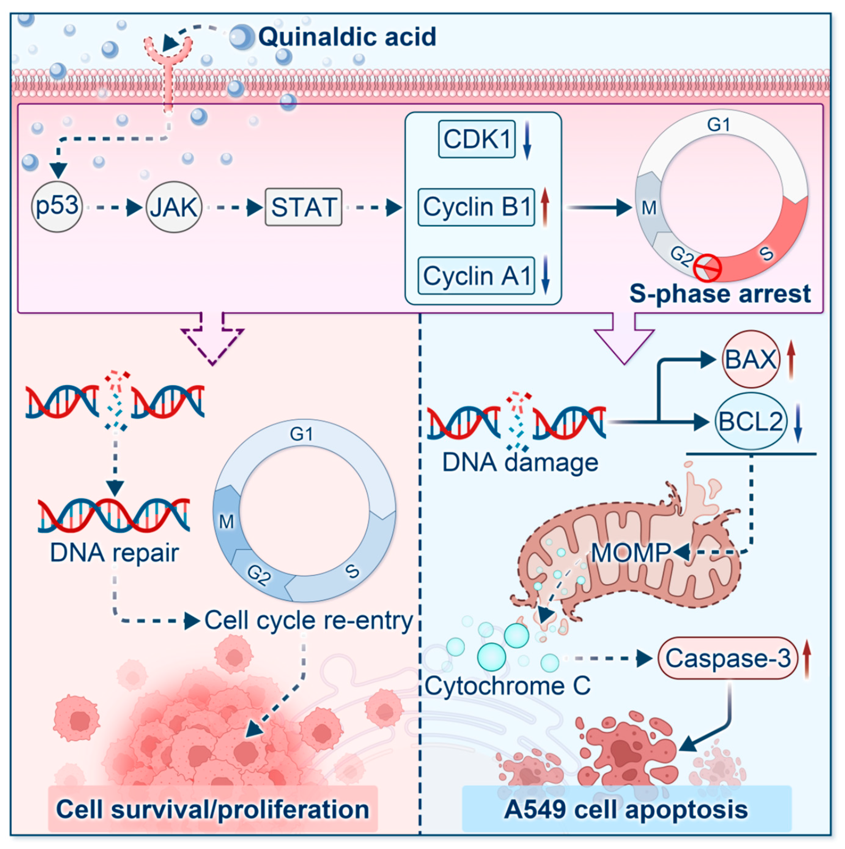 Biomolecules 16 01551 g013 Biomolecules 16 01551 g013