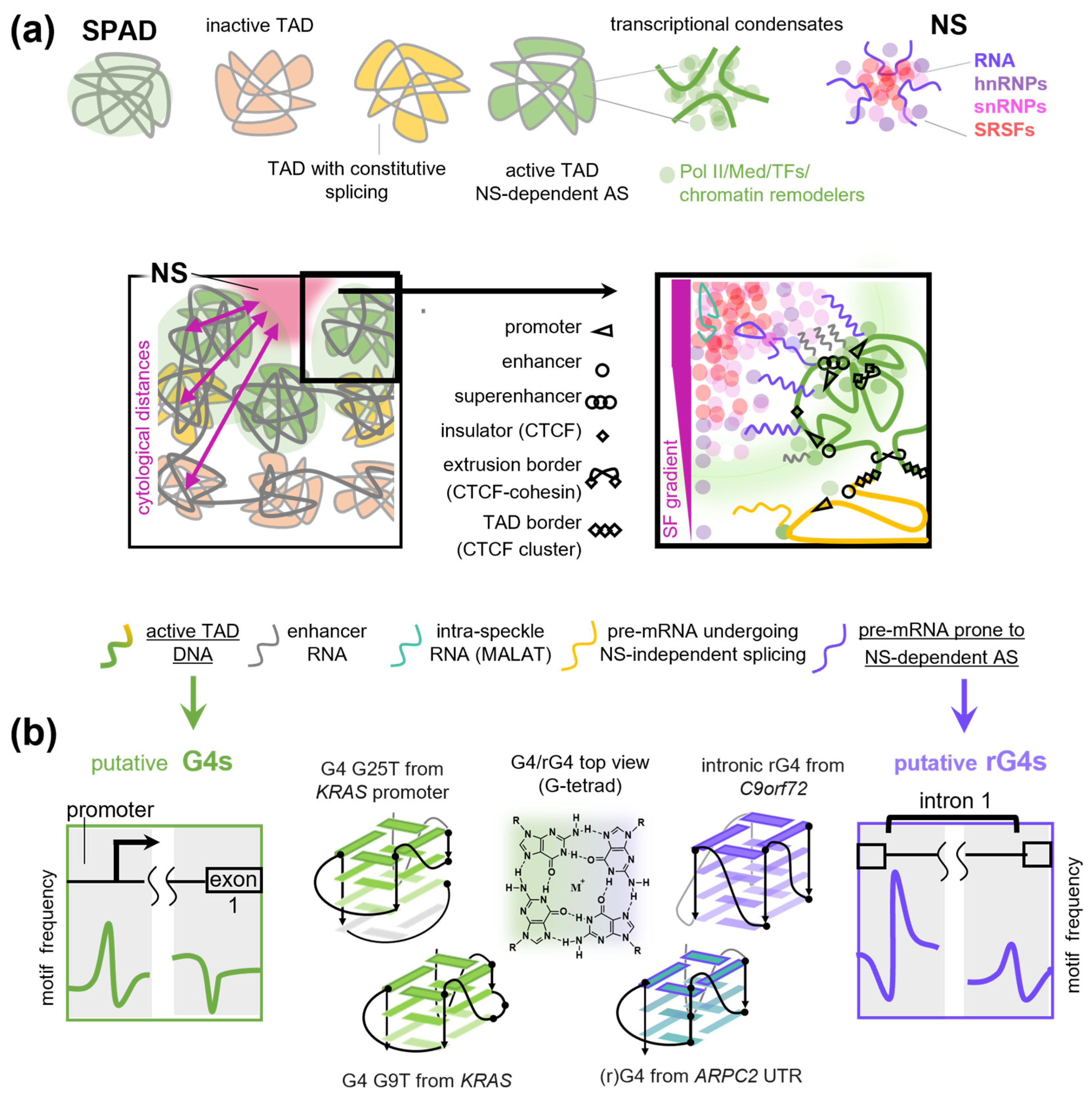 Biomolecules 16 01554 g002 Biomolecules 16 01554 g002