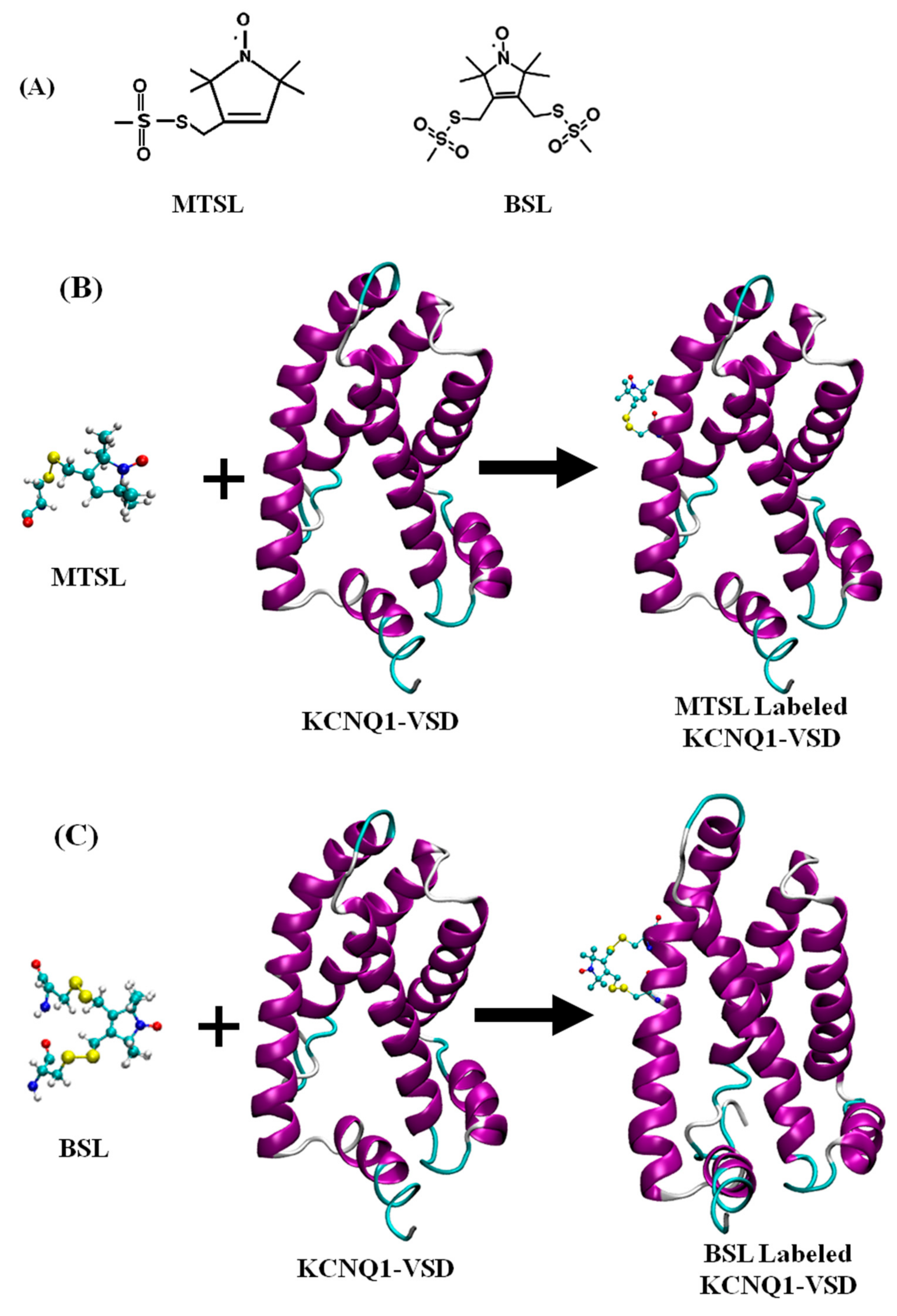 Biophysica 01 00009 g002