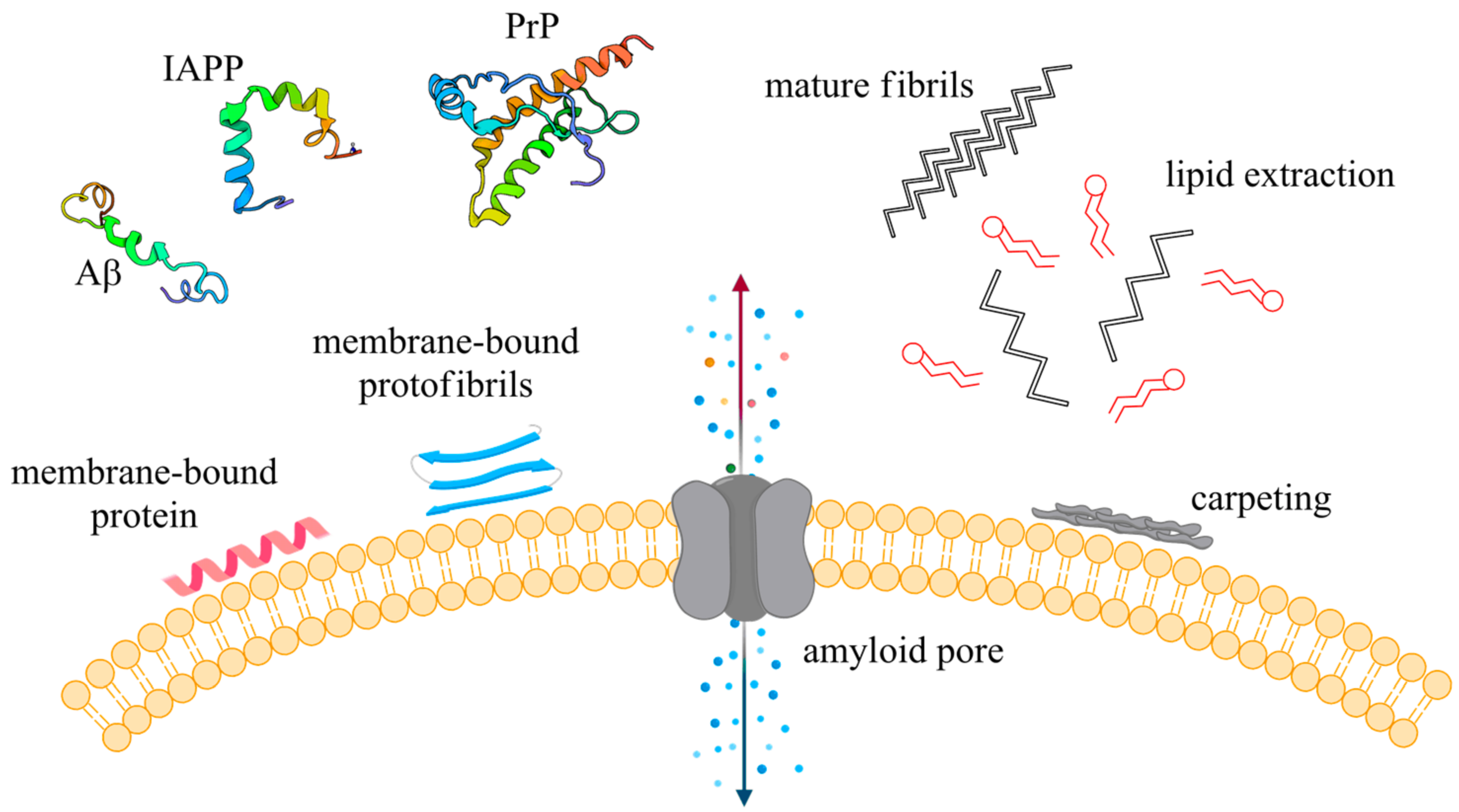 Biophysica 01 00011 g004