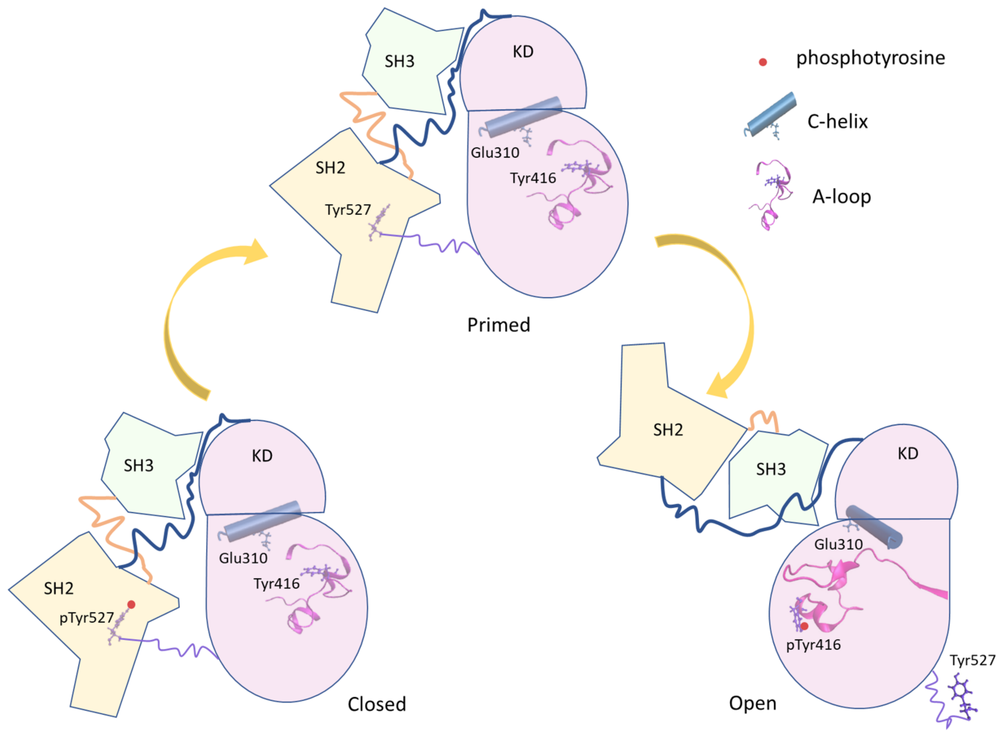 Biophysica 01 00018 g001 Biophysica 01 00018 g001