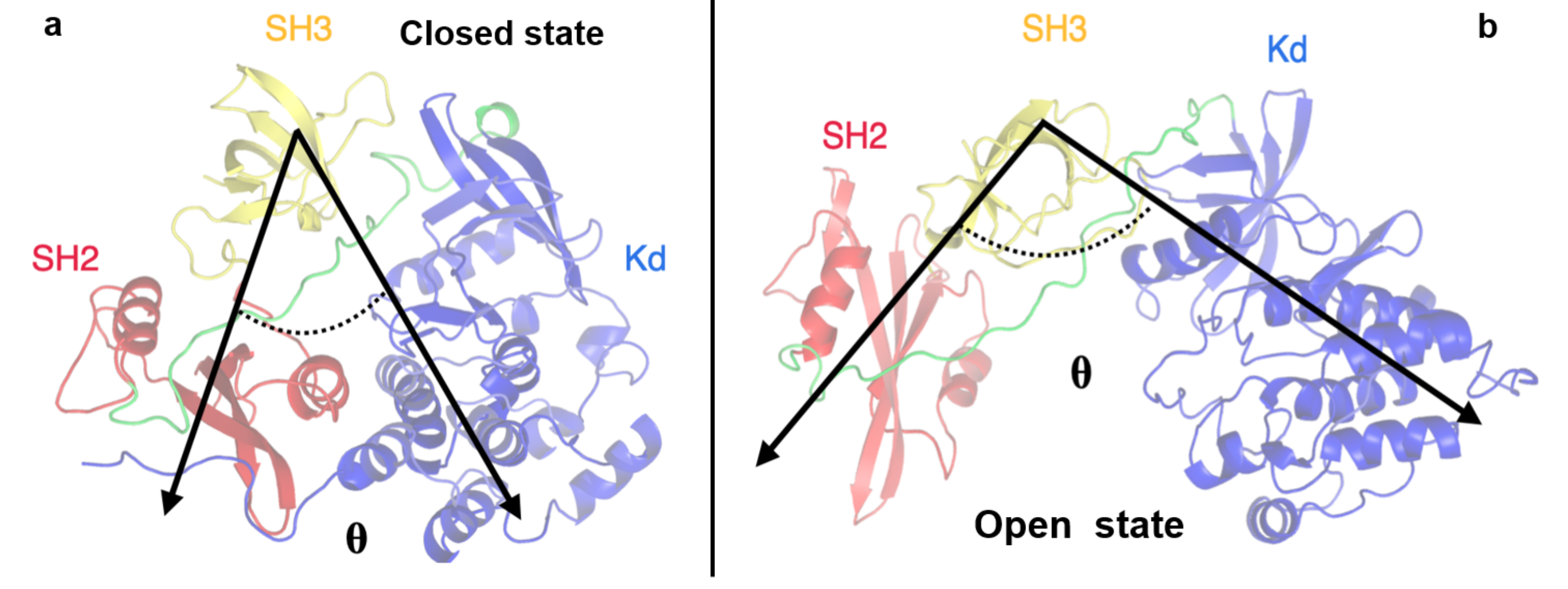 Biophysica 01 00018 g006 Biophysica 01 00018 g006