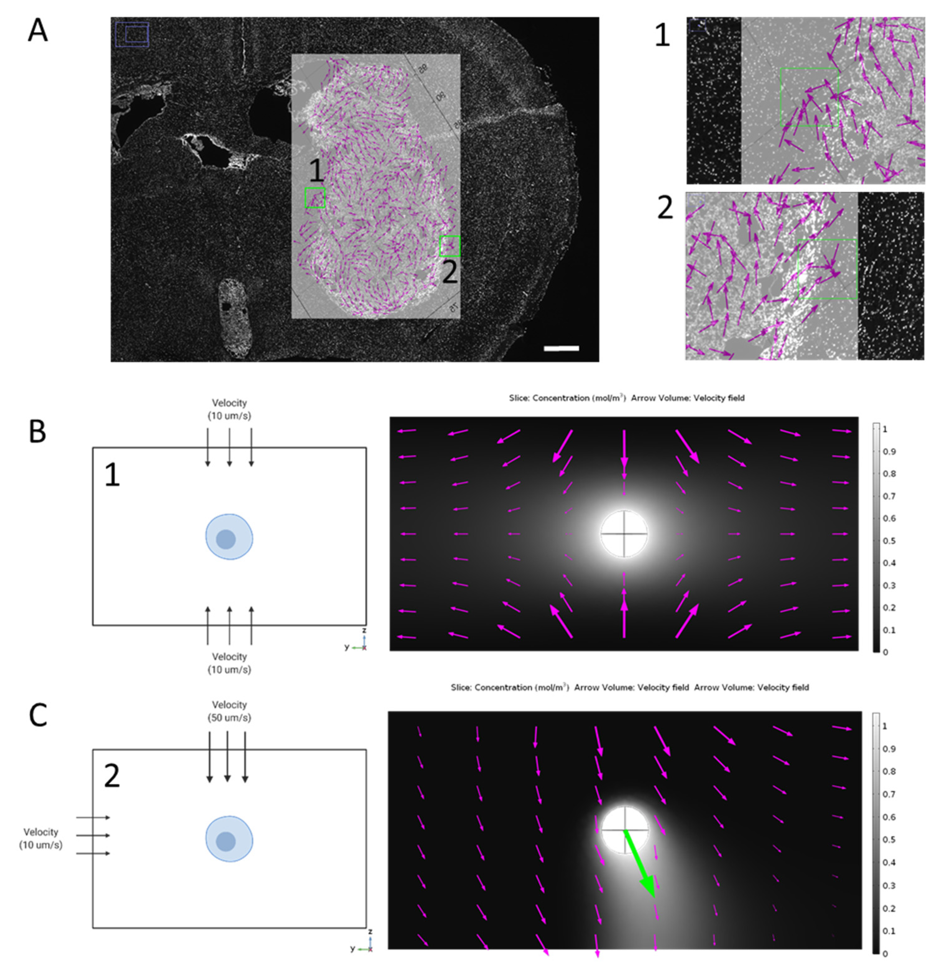 Biophysica 02 00003 g002