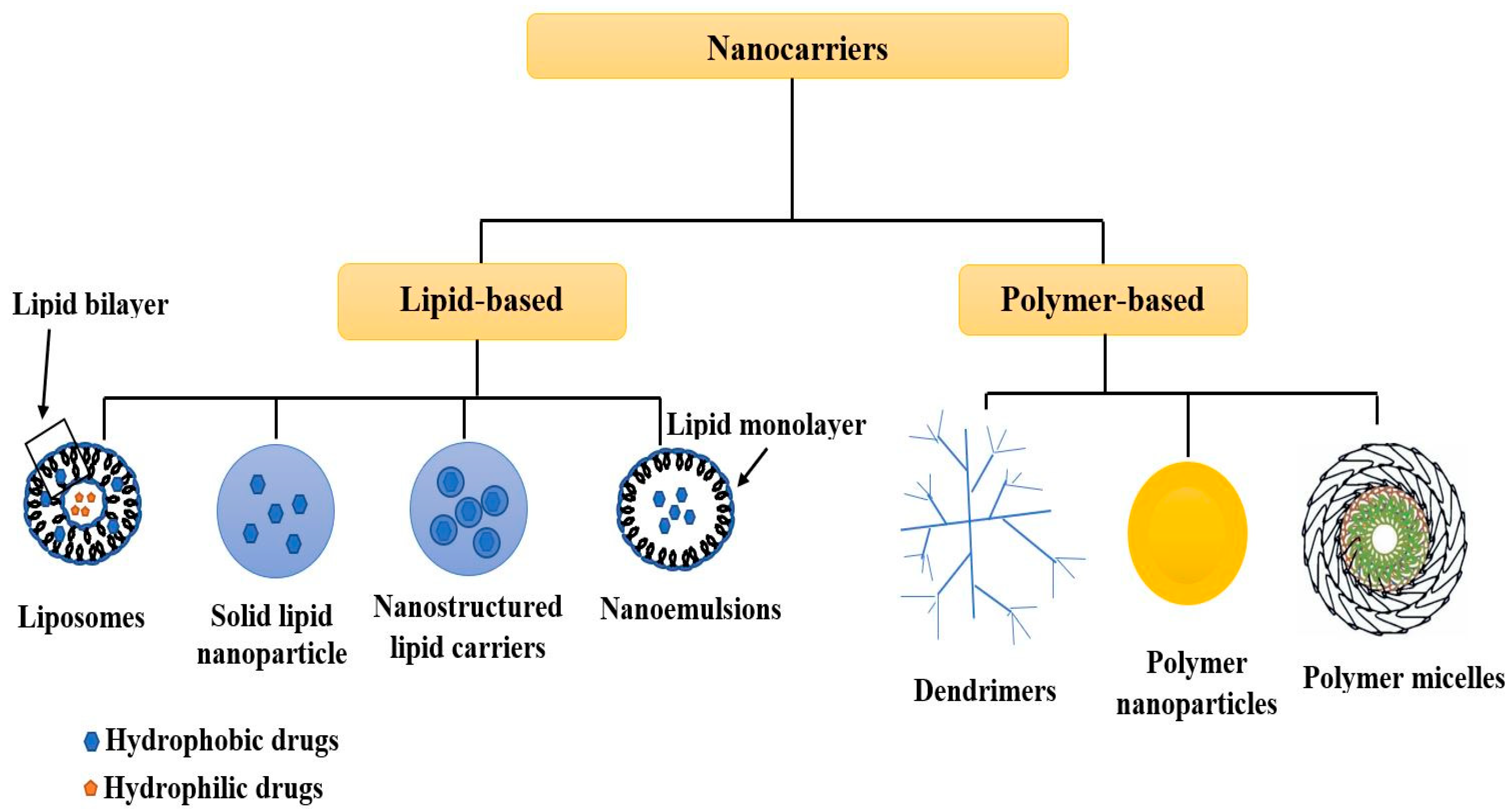 Biophysica 02 00016 g001