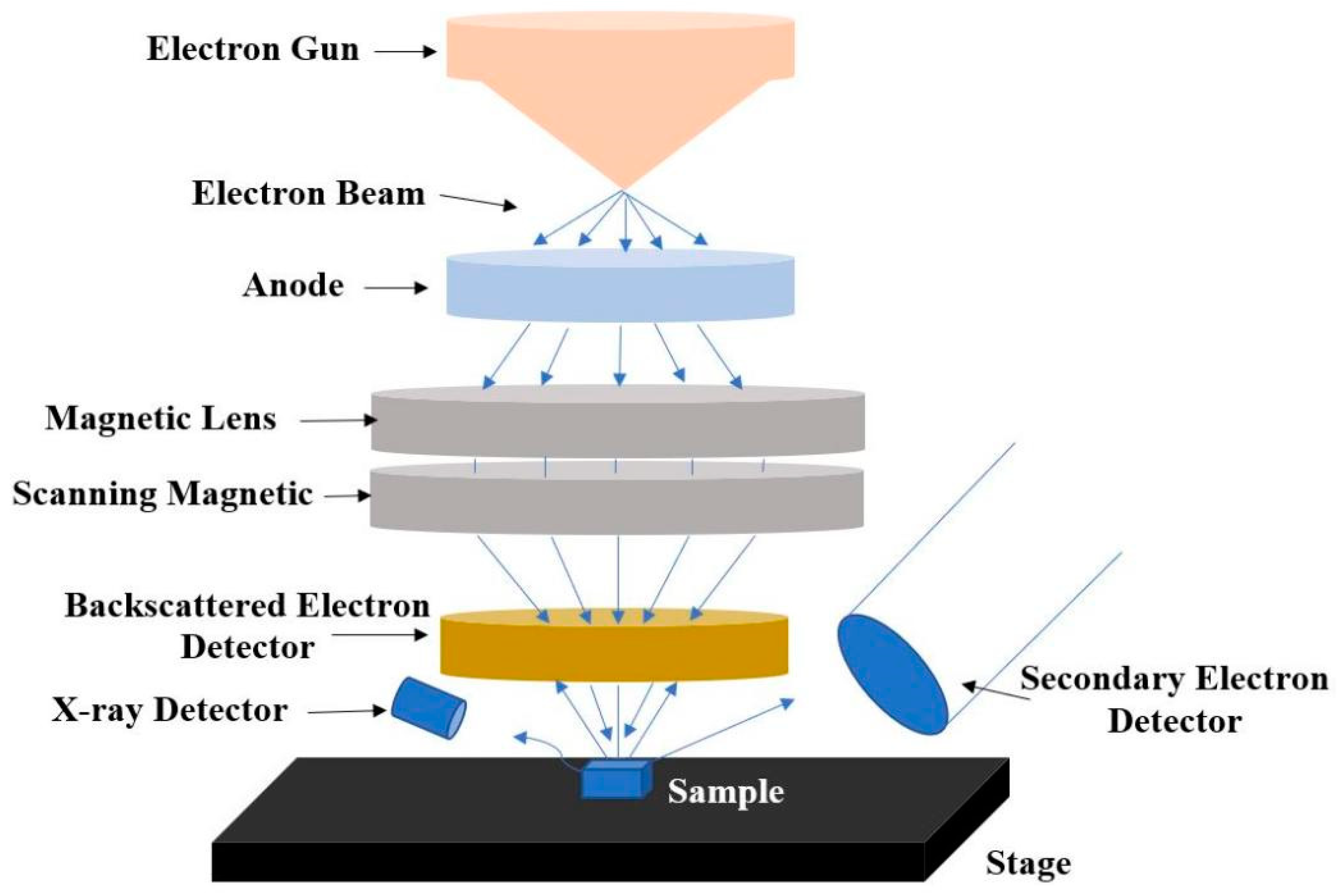 Biophysica 02 00016 g002