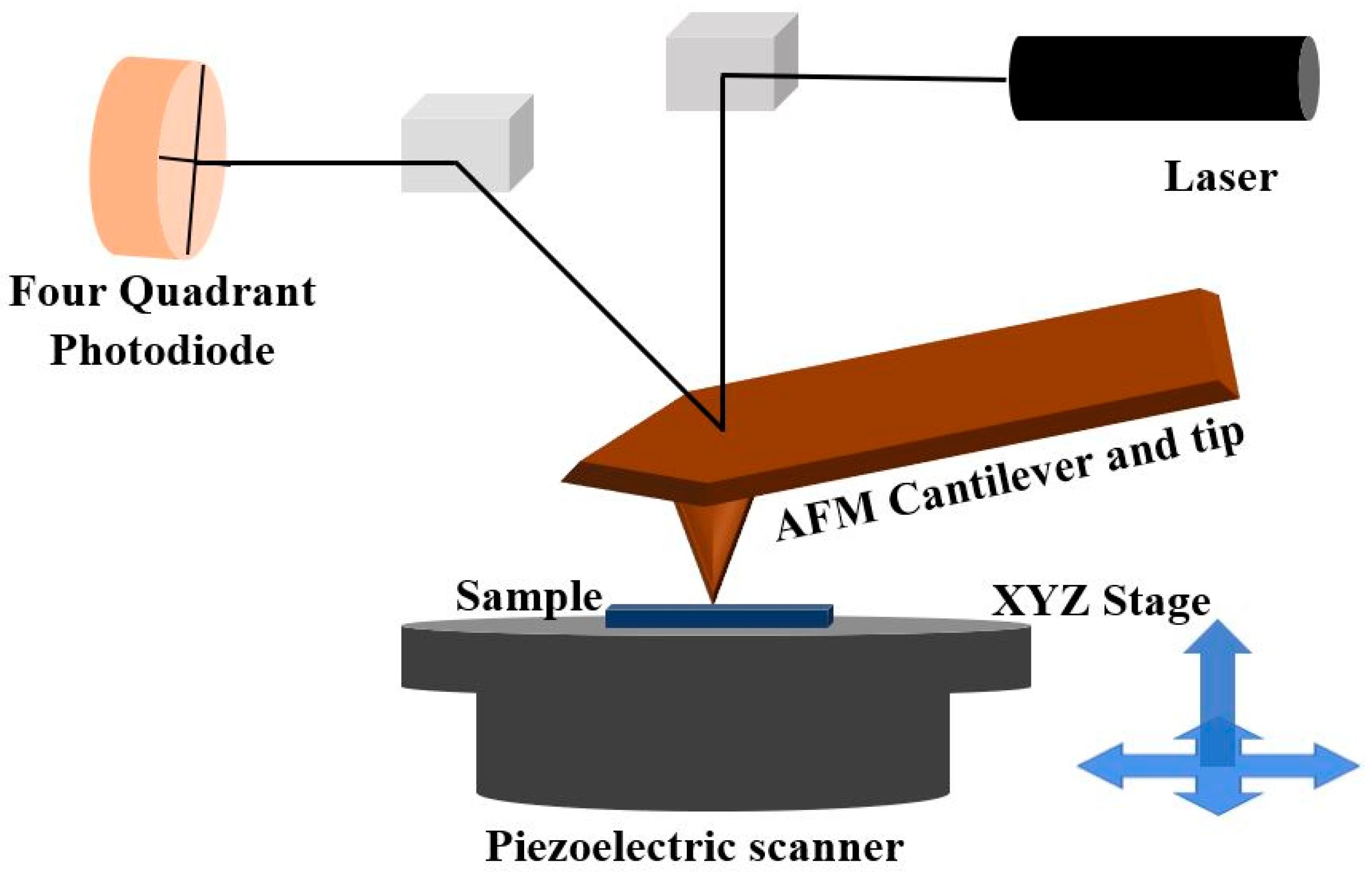 Biophysica 02 00016 g003