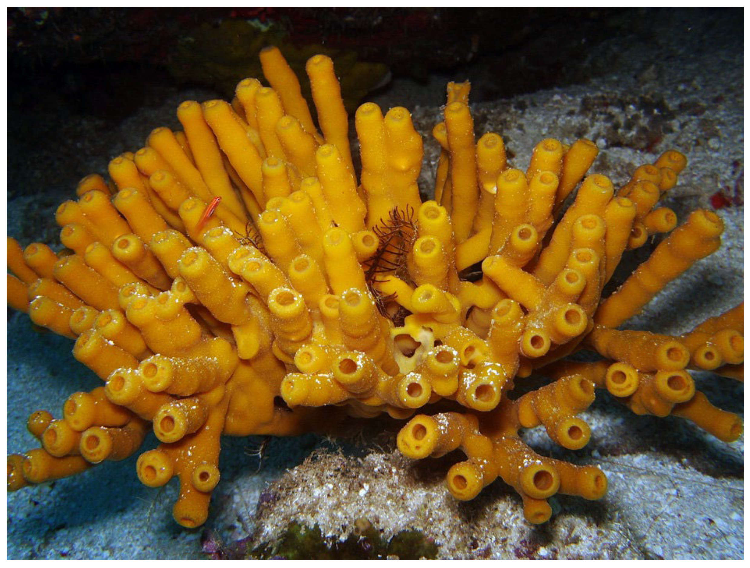 Biophysica 02 00027 g001