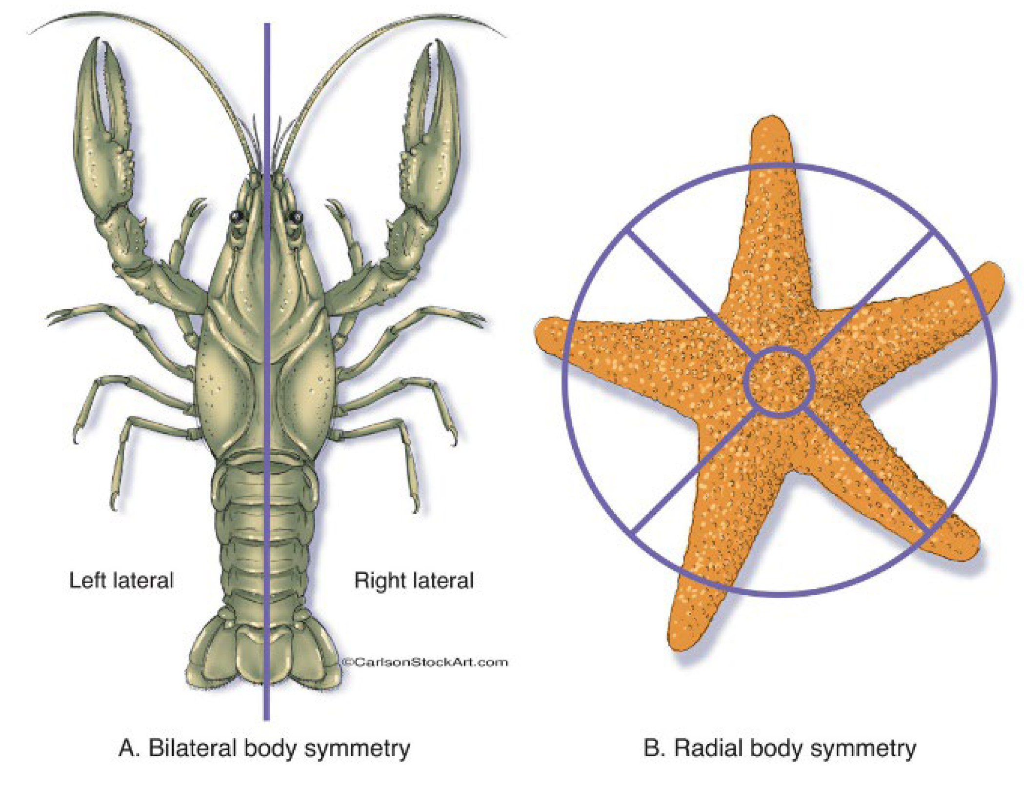 Biophysica 02 00027 g003