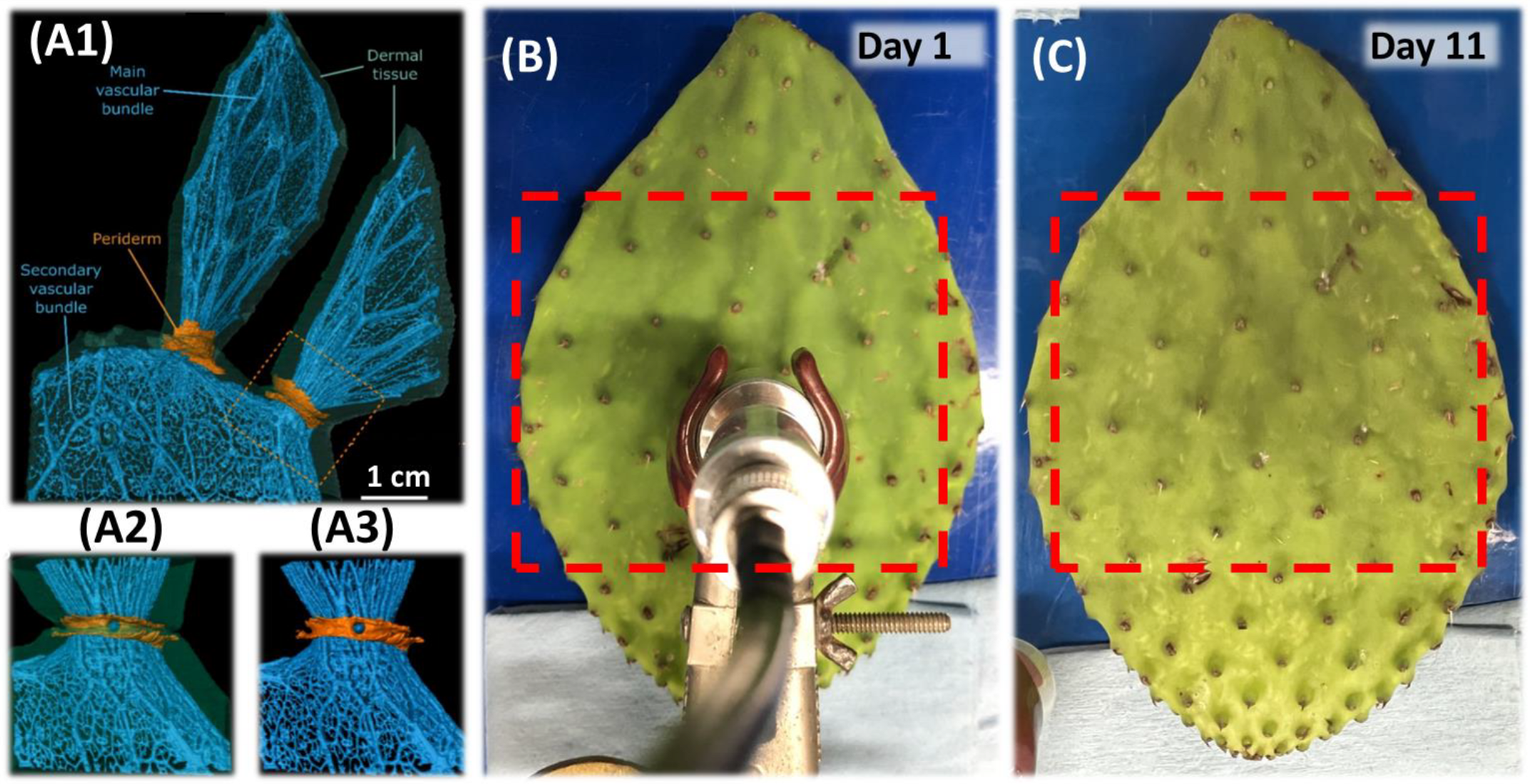 Biophysica 02 00029 g002