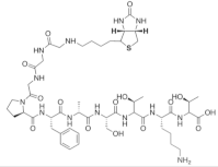 Biophysica 02 00030 i009 Biophysica 02 00030 i009