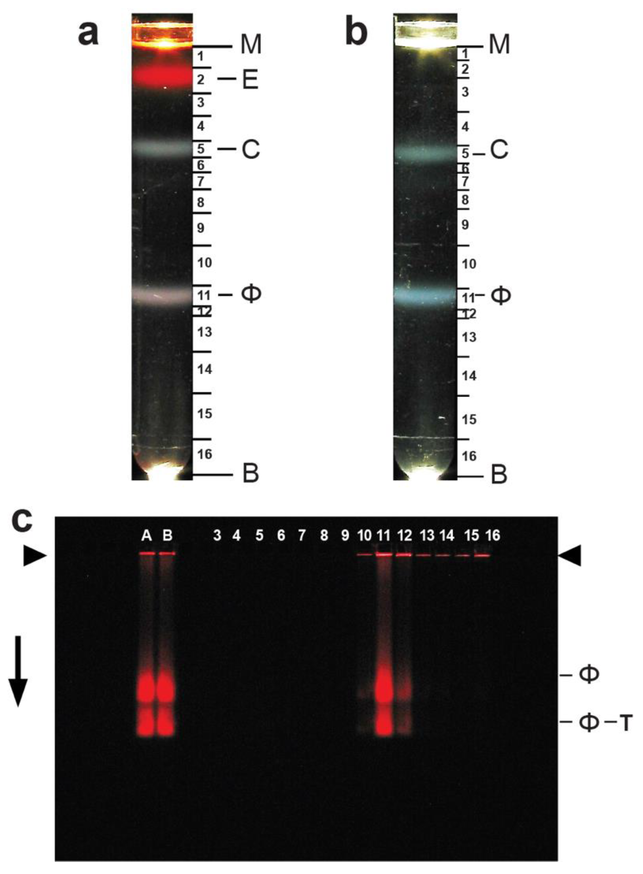 Biophysica 02 00033 g002