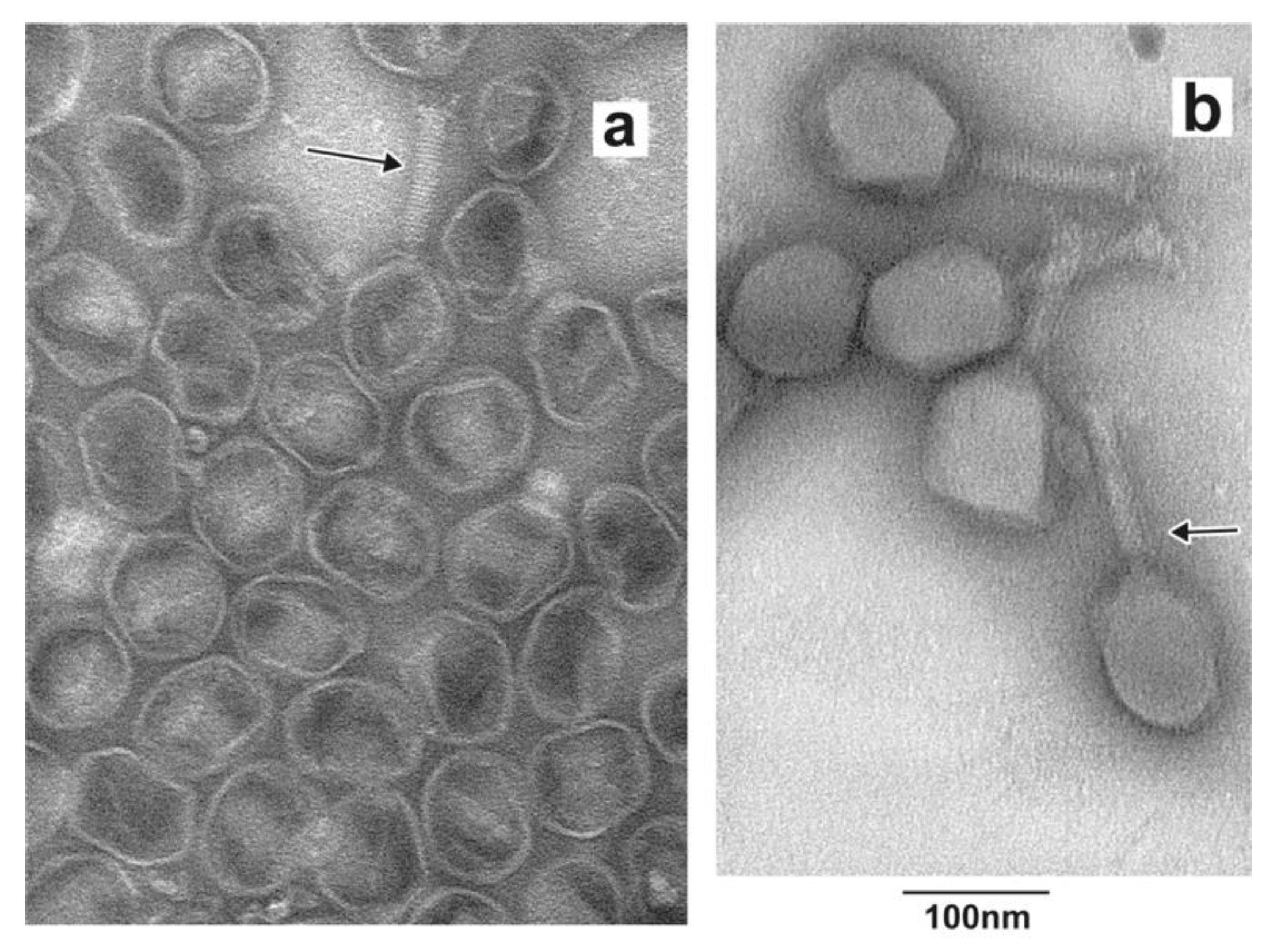 Biophysica 02 00033 g003