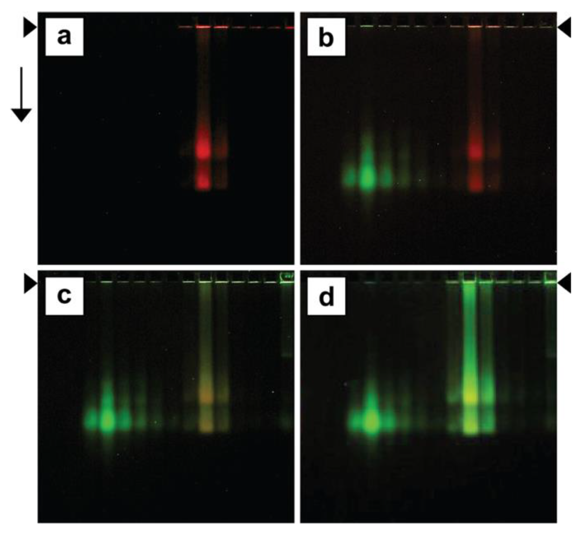 Biophysica 02 00033 g004