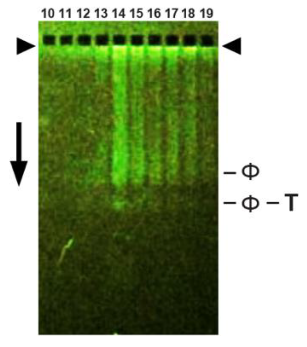 Biophysica 02 00033 g005