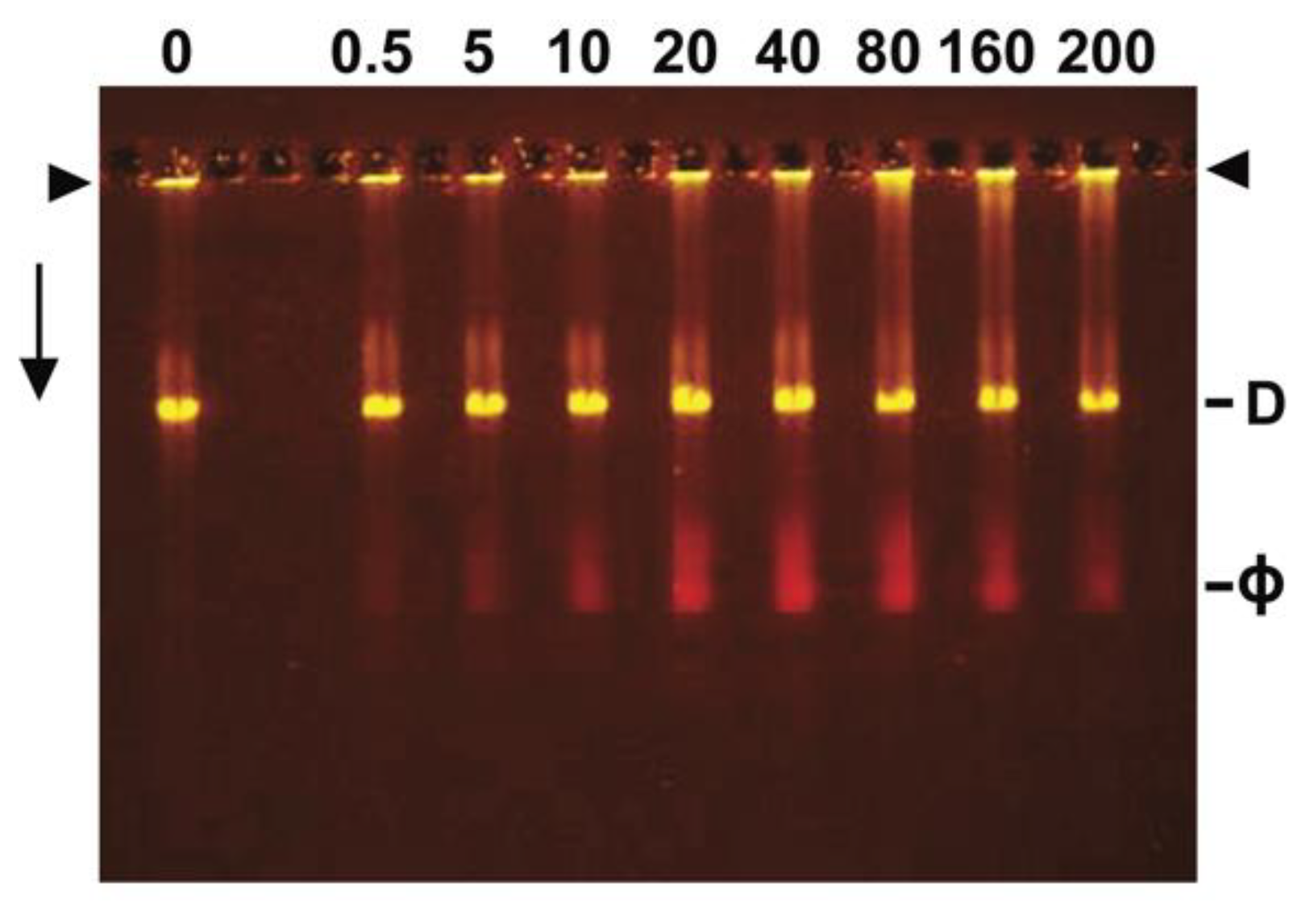 Biophysica 02 00033 g006