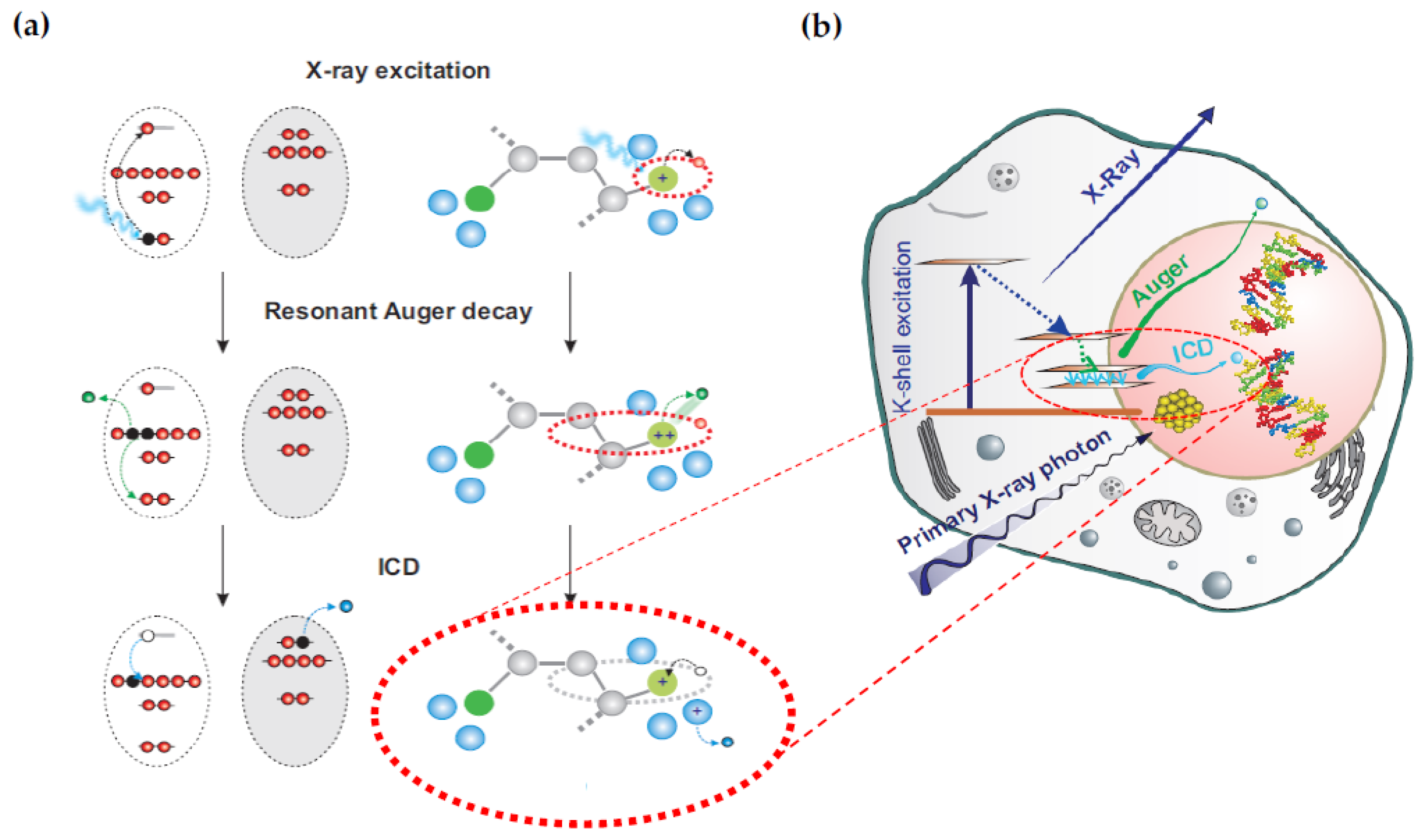 Biophysica 02 00041 g005