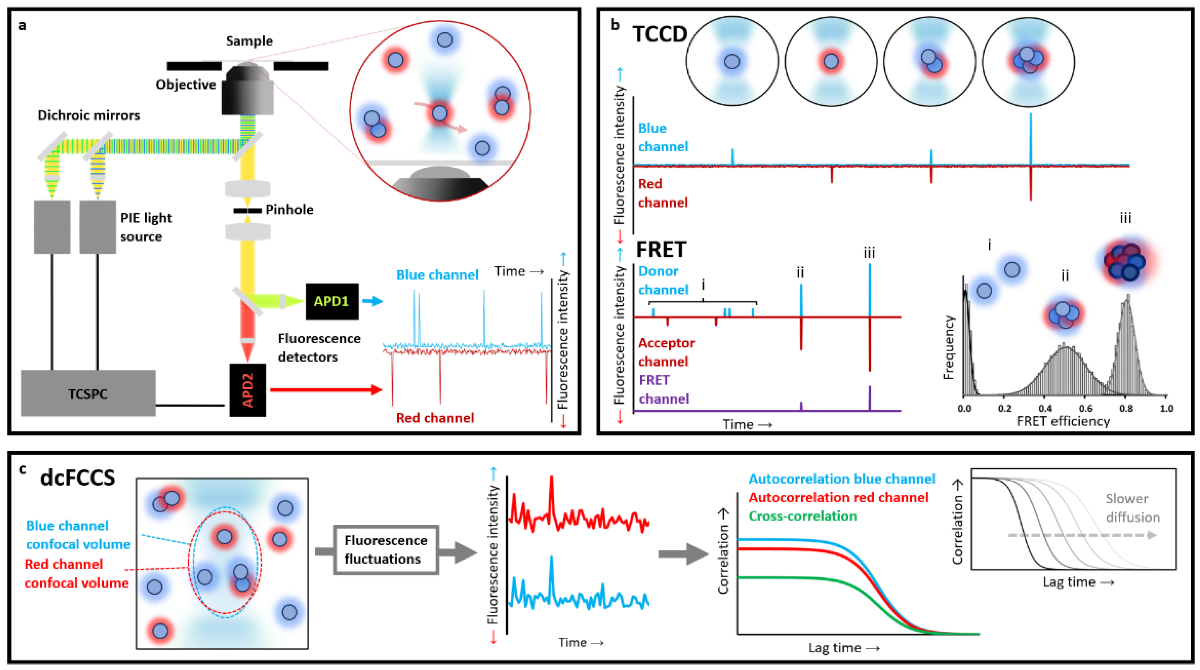 Biophysica 02 00043 g002