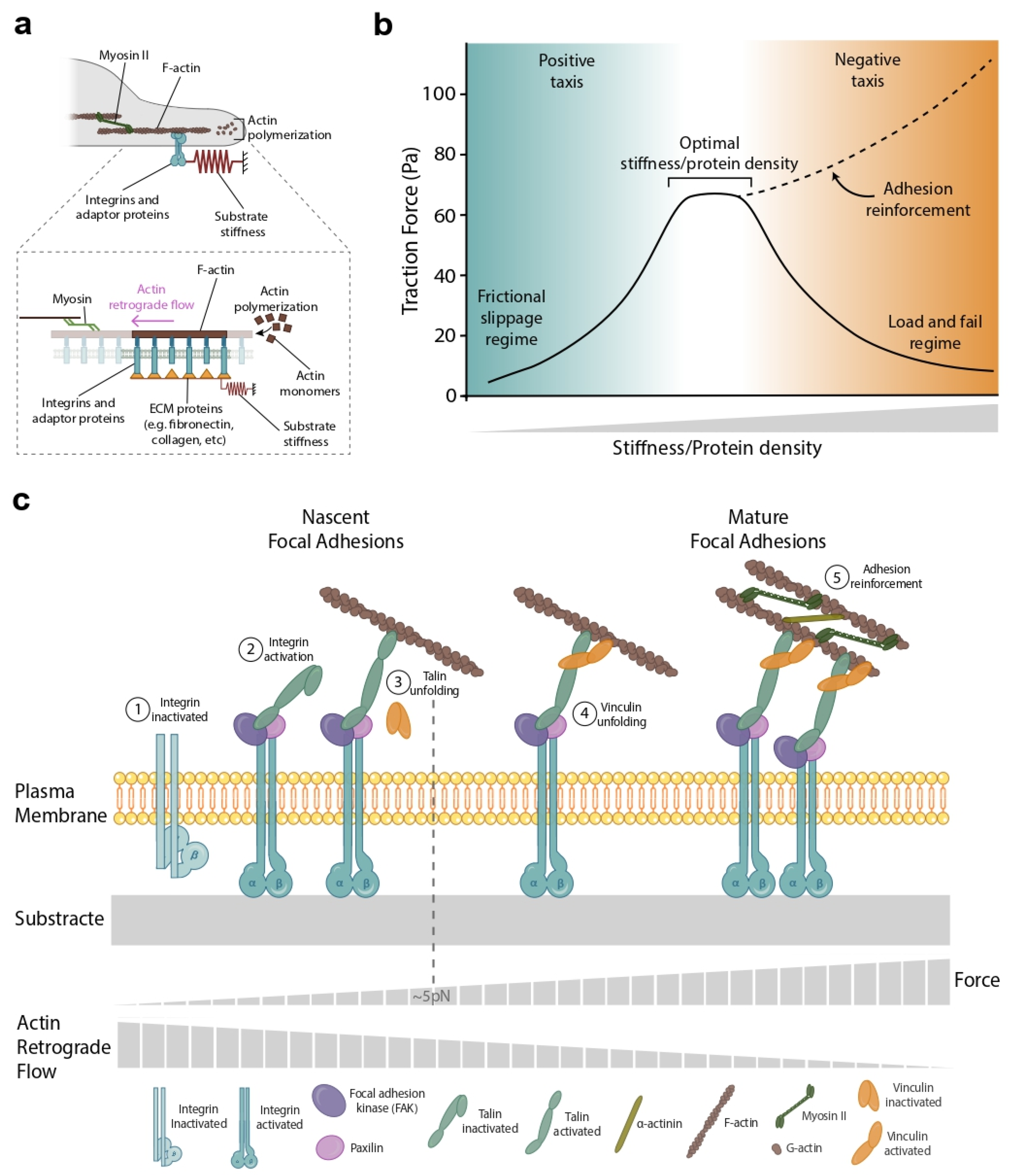 Biophysica 02 00046 g002
