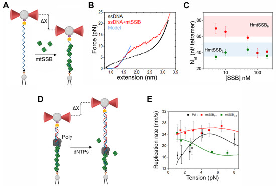 Biophysica 02 00047 g004