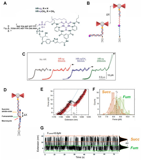 Biophysica 02 00047 g006