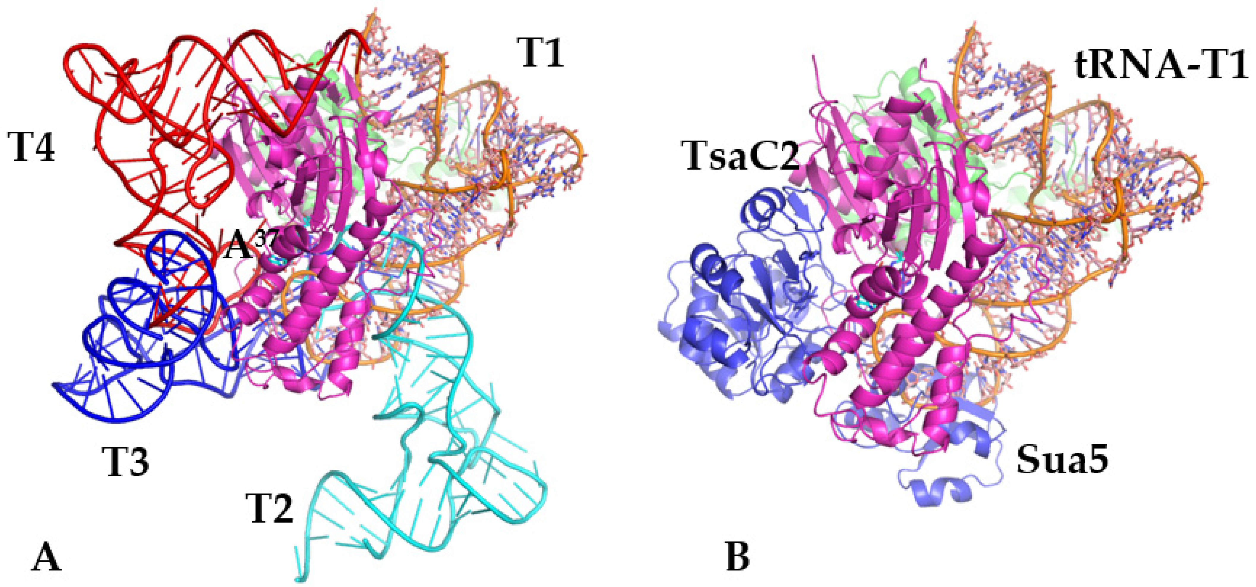 Biophysica 03 00019 g003