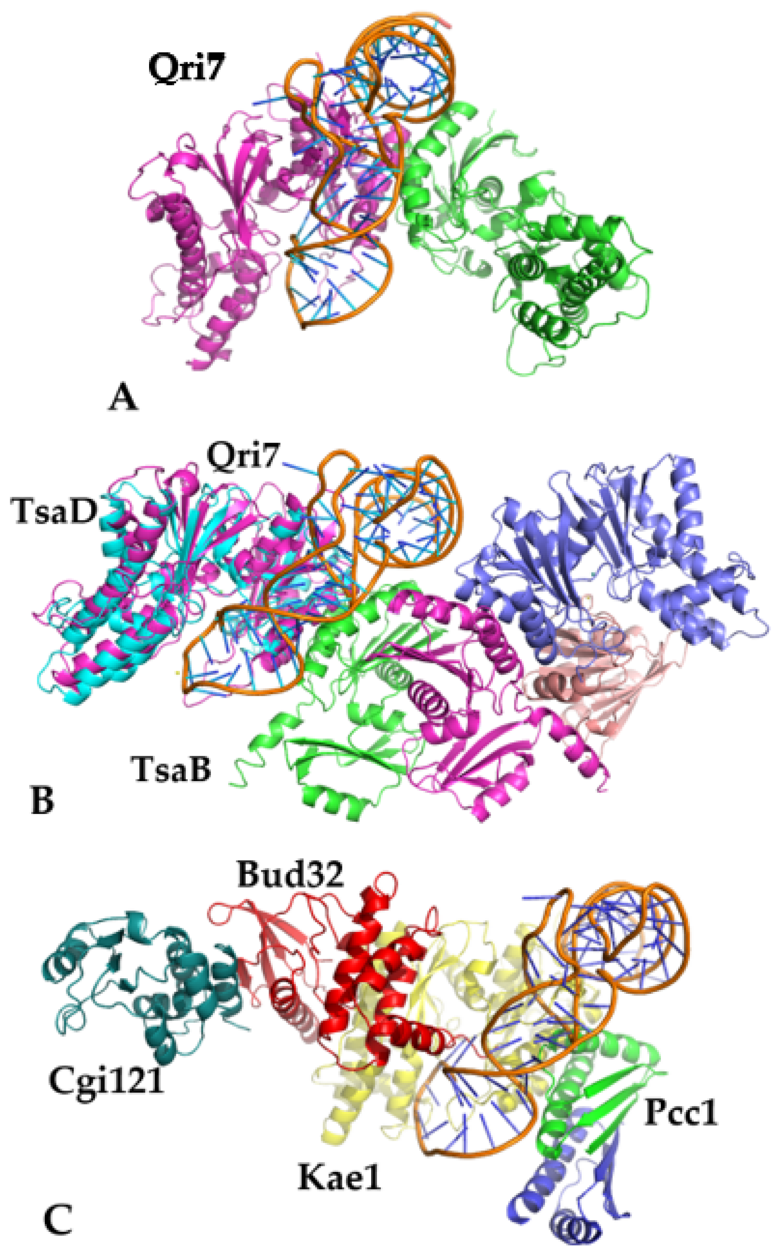 Biophysica 03 00019 g004