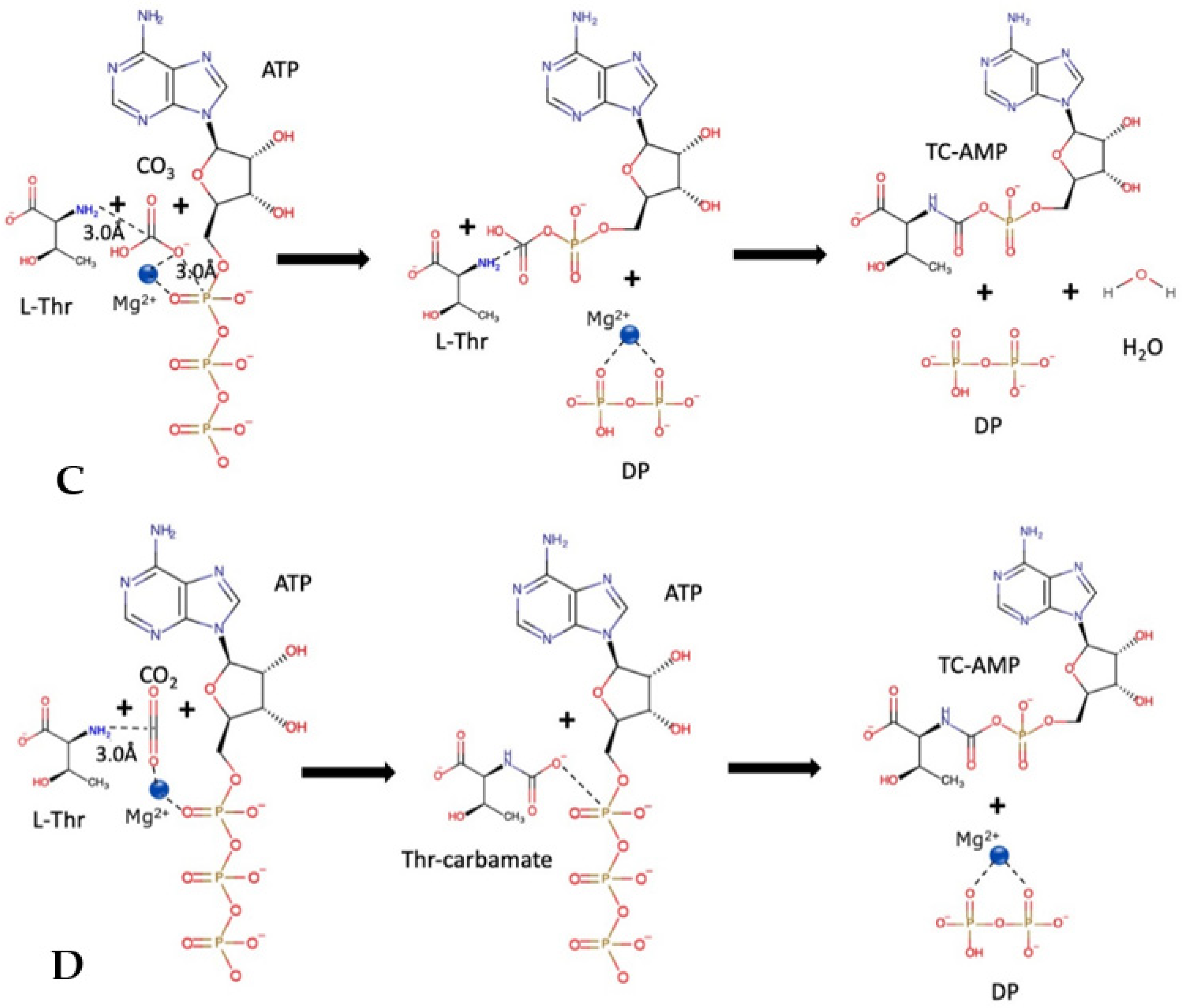 Biophysica 03 00019 g006b