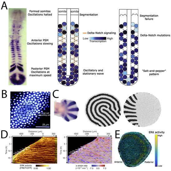 Biophysica 03 00022 g002