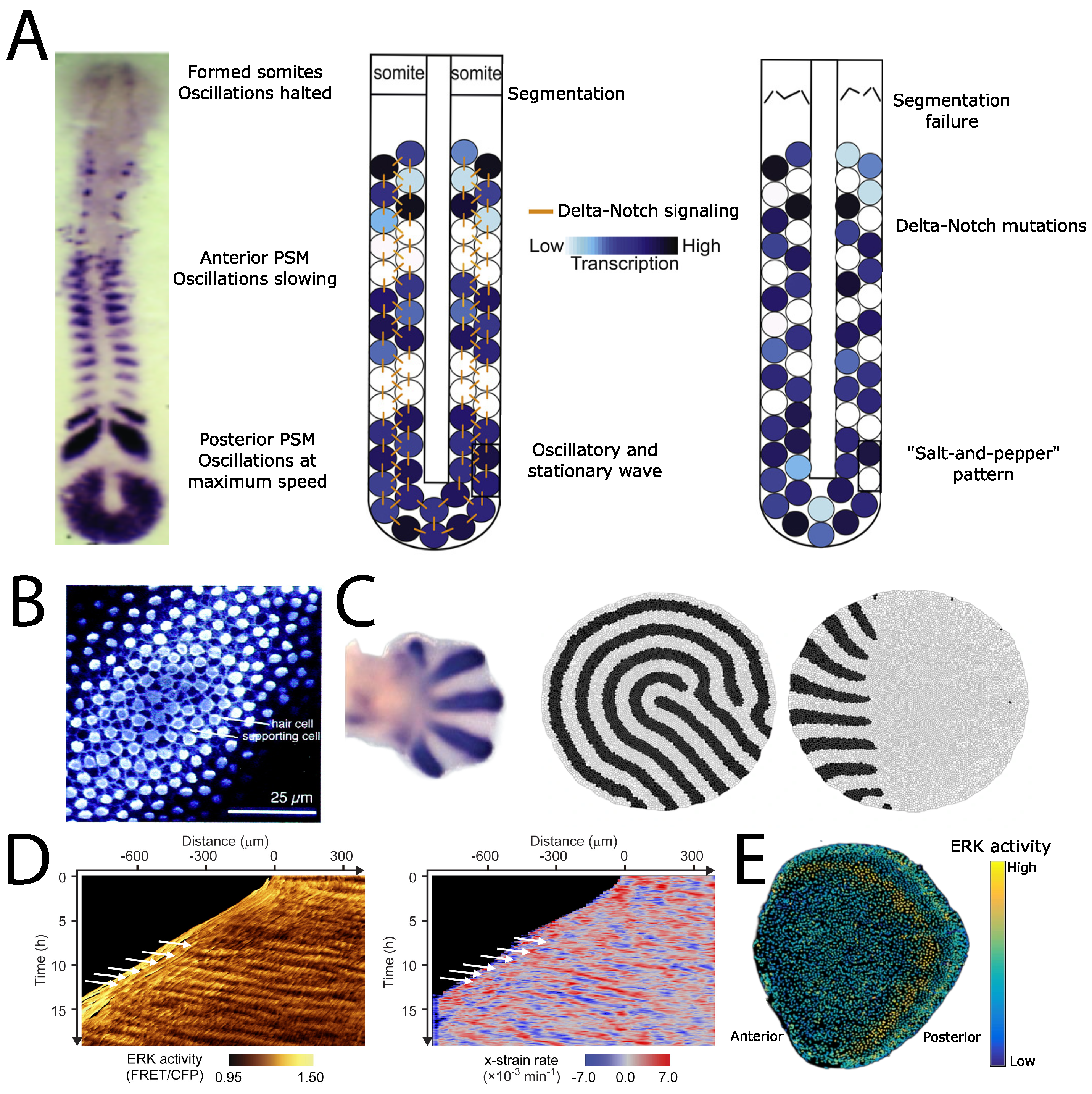Biophysica 03 00022 g002