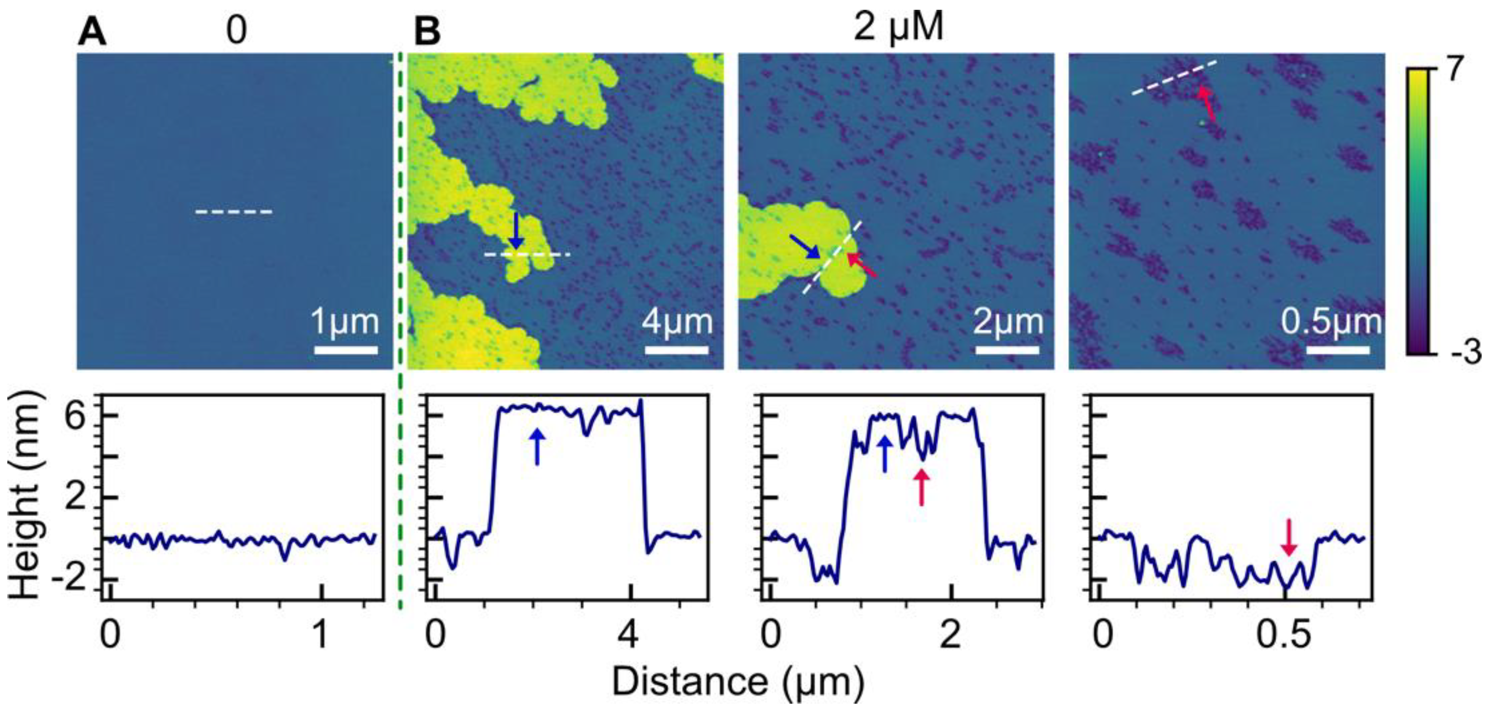 Biophysica 03 00040 g002