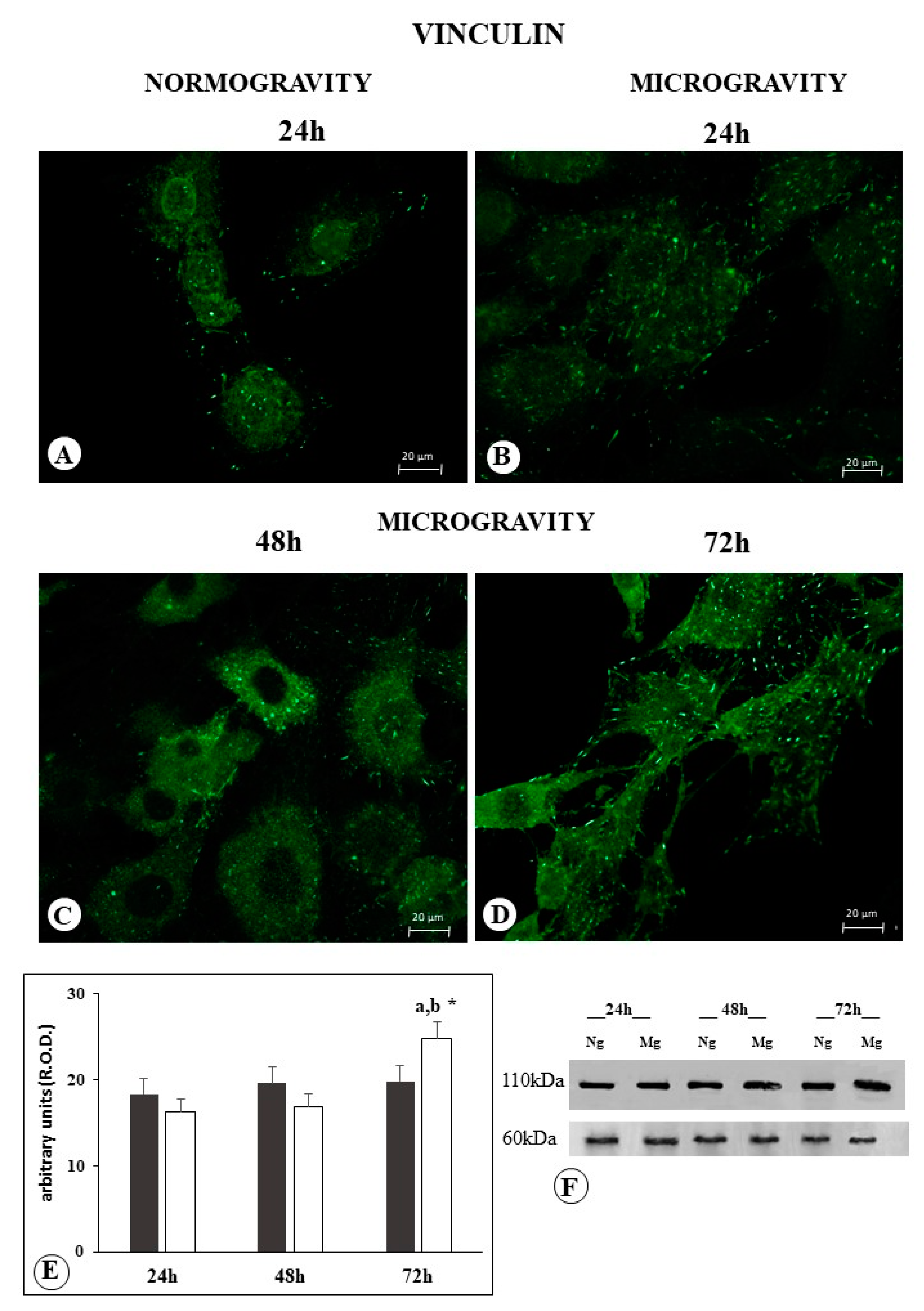 Biophysica 03 00043 g003
