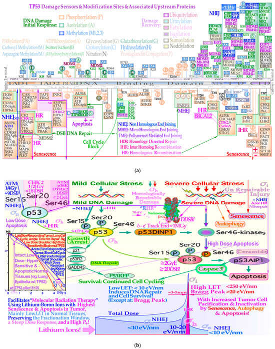 Biophysica 03 00045 g003