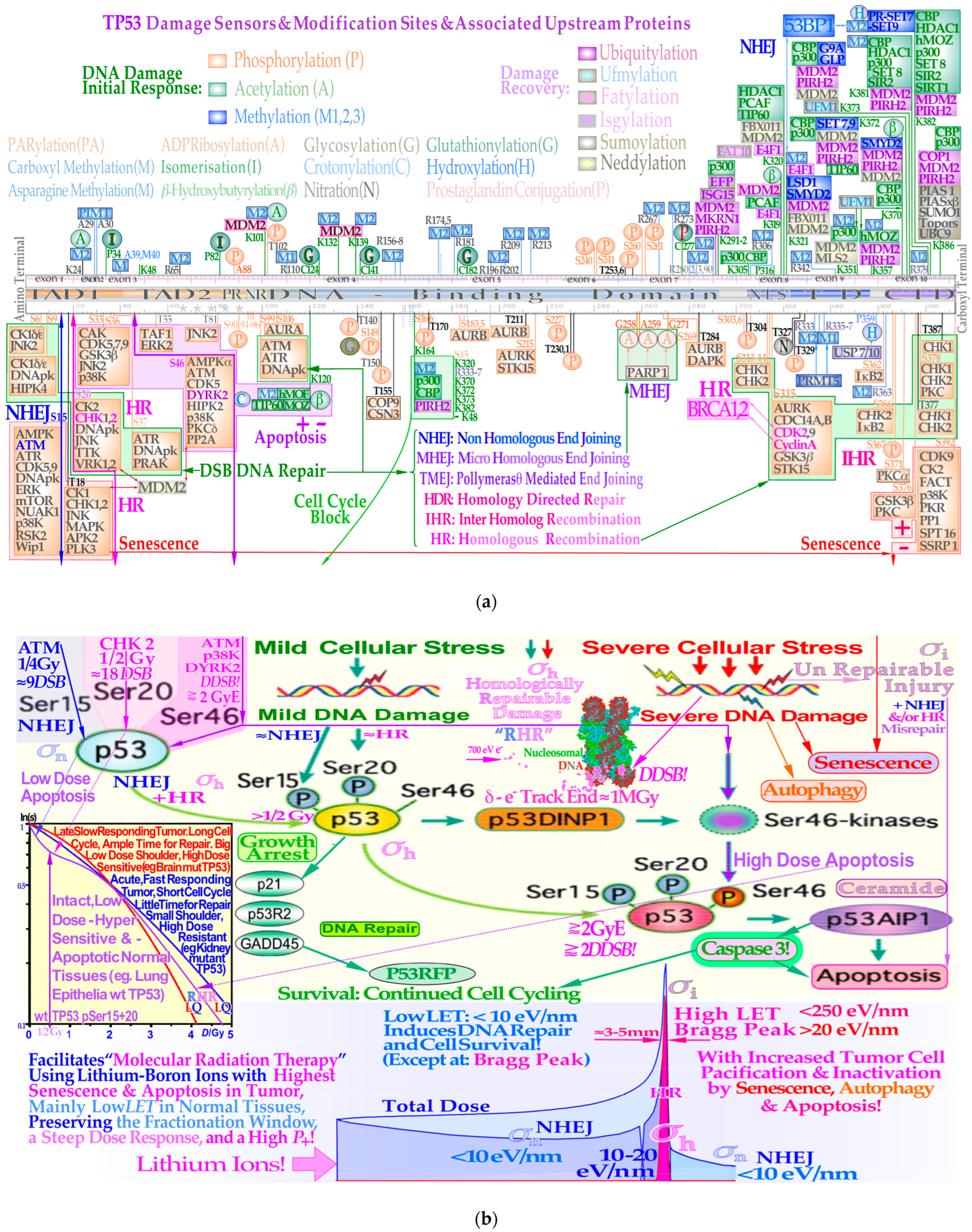 Biophysica 03 00045 g003 Biophysica 03 00045 g003