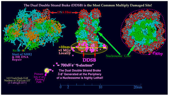 Biophysica 03 00045 g007