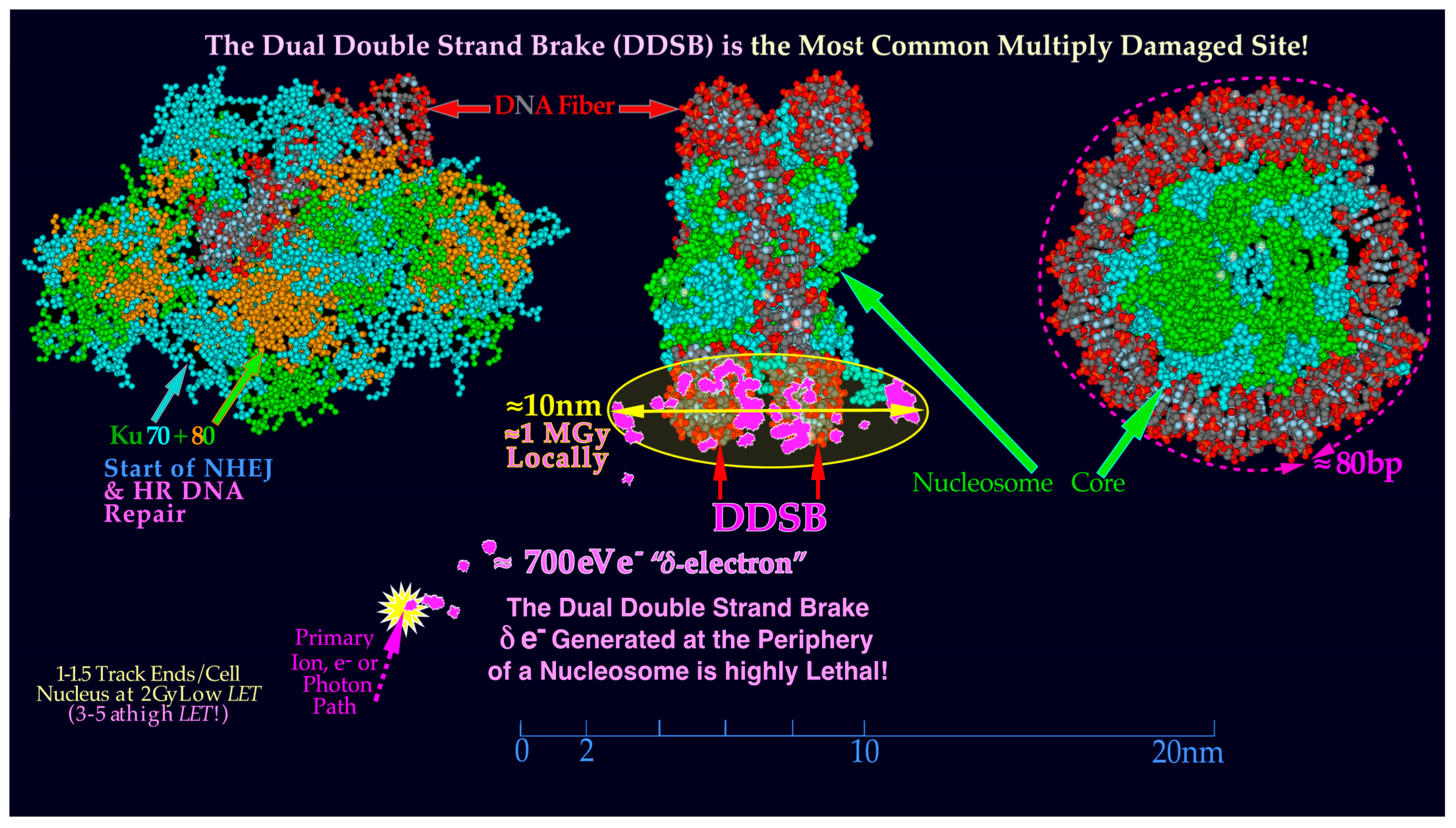 Biophysica 03 00045 g007 Biophysica 03 00045 g007
