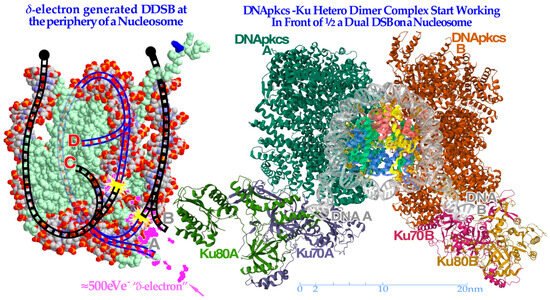 Biophysica 03 00045 g009