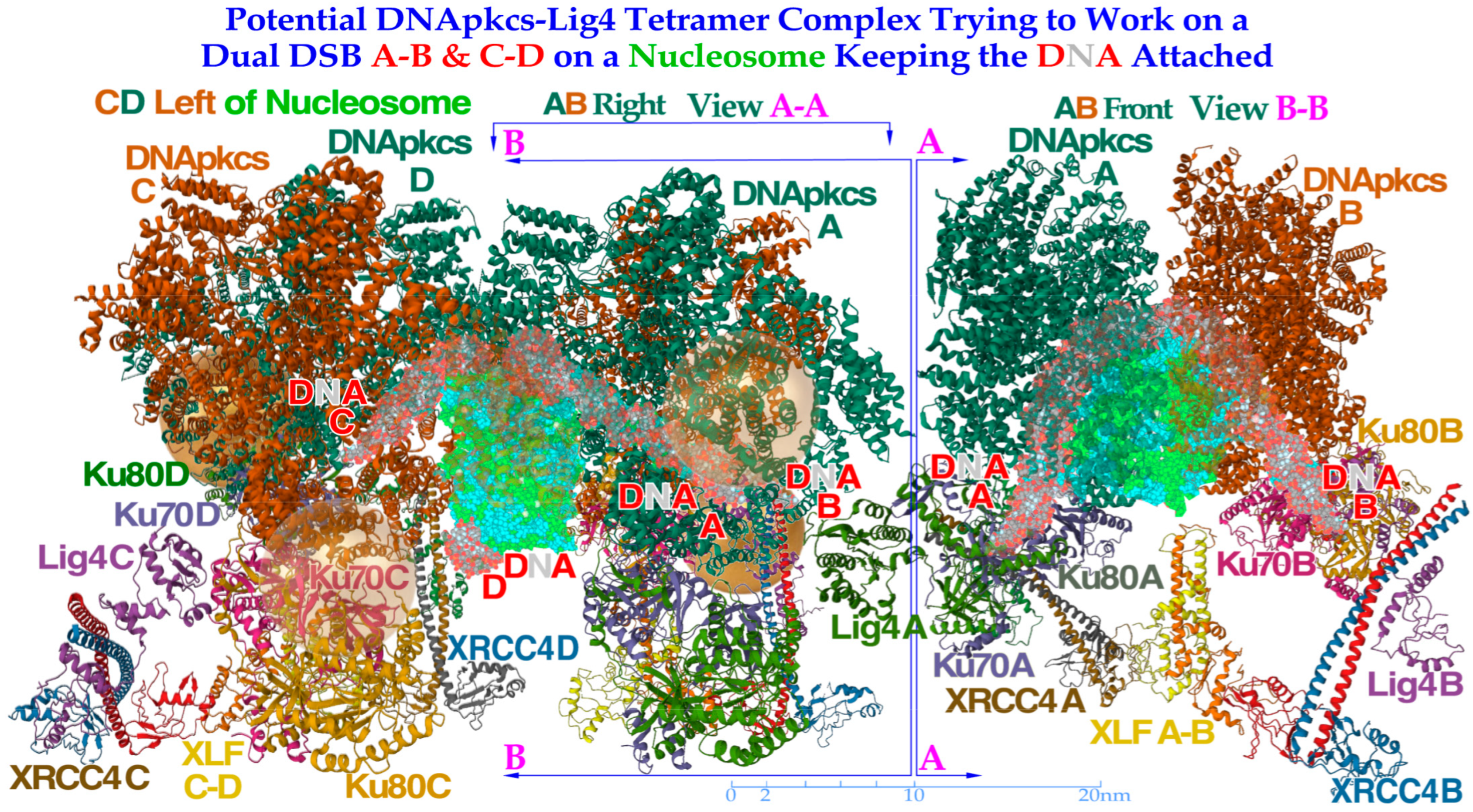 Biophysica 03 00045 g010 Biophysica 03 00045 g010