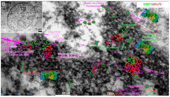 Biophysica 03 00045 g011