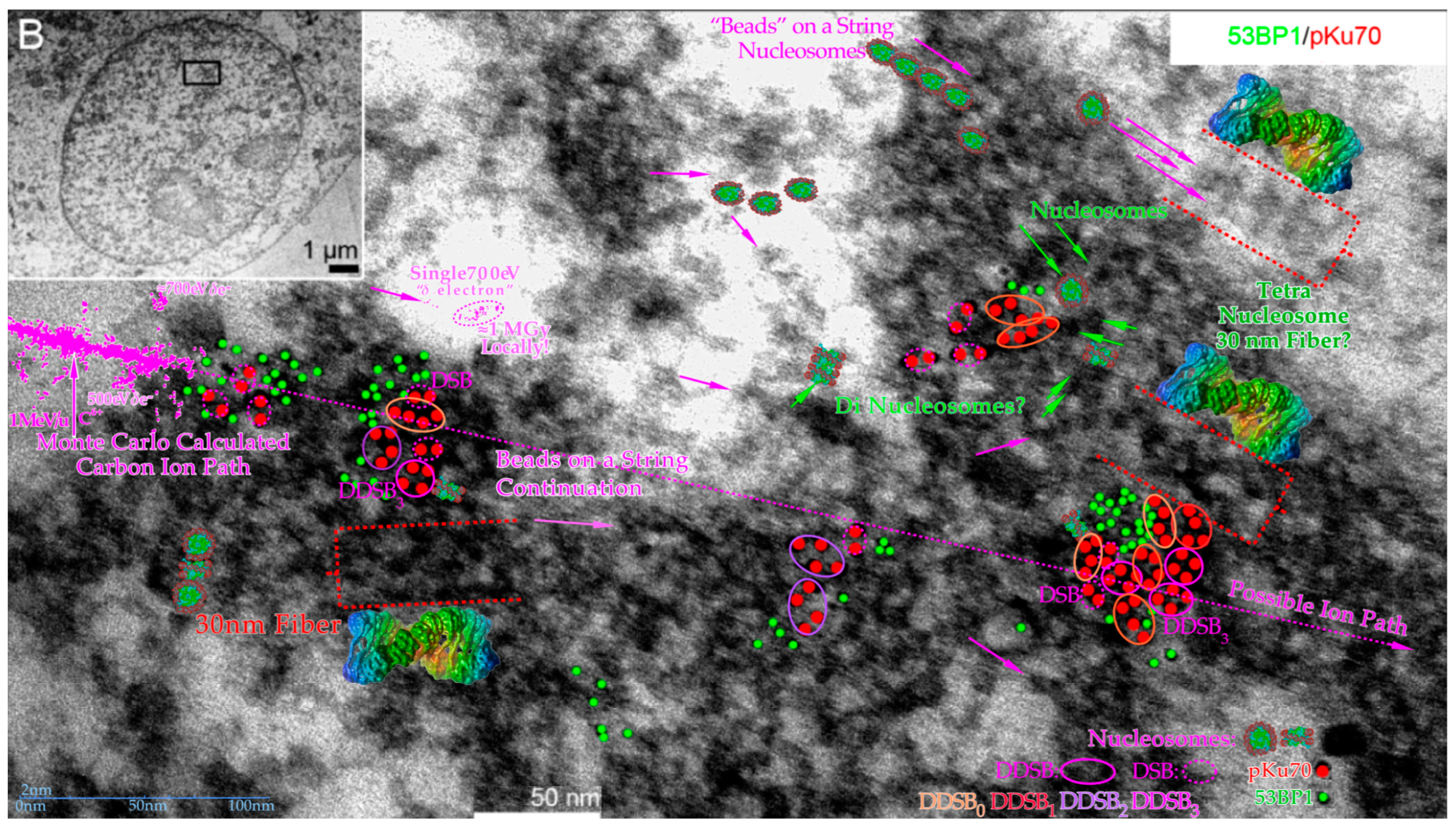 Biophysica 03 00045 g011 Biophysica 03 00045 g011