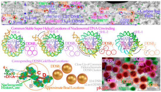 Biophysica 03 00045 g012