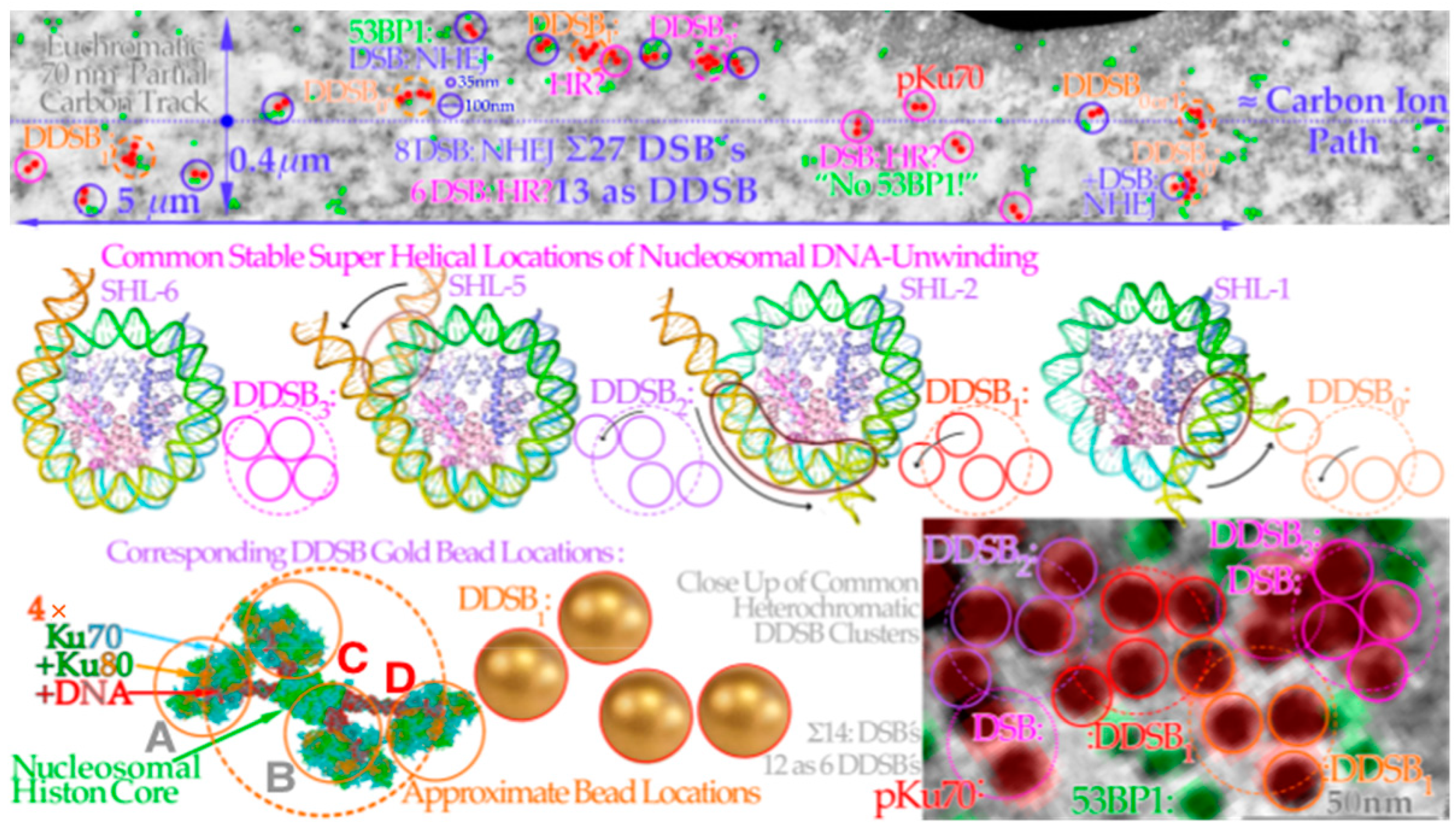 Biophysica 03 00045 g012 Biophysica 03 00045 g012