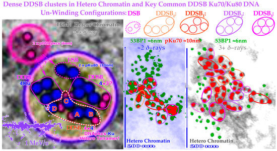 Biophysica 03 00045 g013