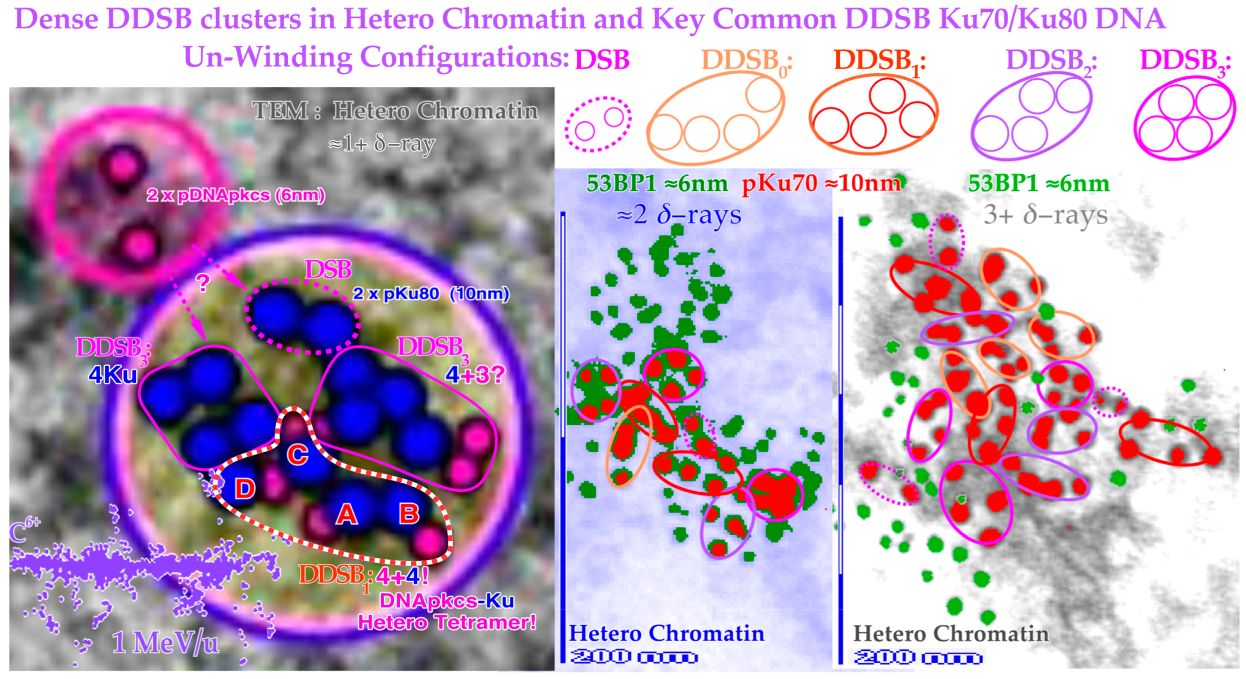Biophysica 03 00045 g013 Biophysica 03 00045 g013