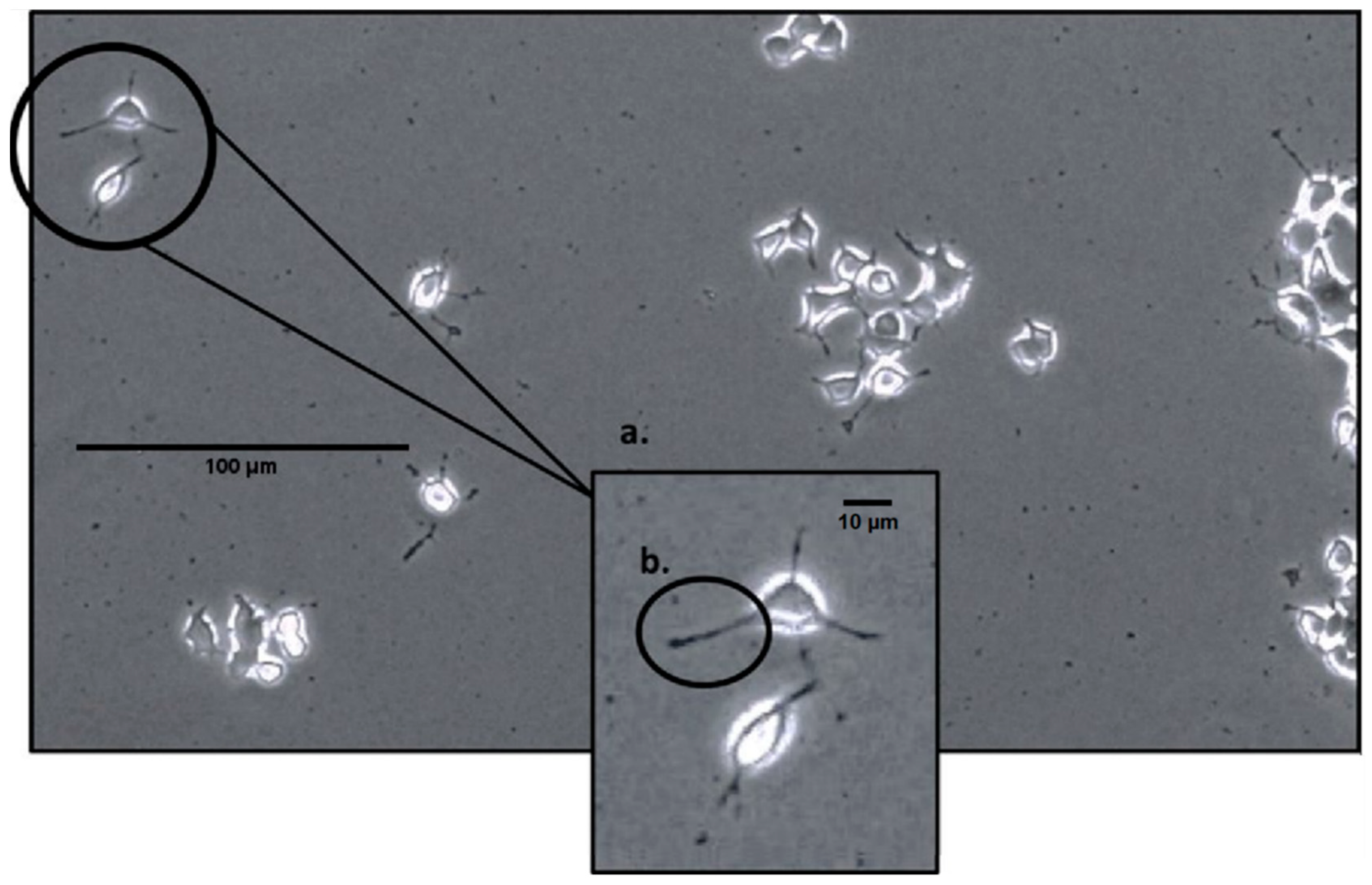 Biophysica 04 00005 g001