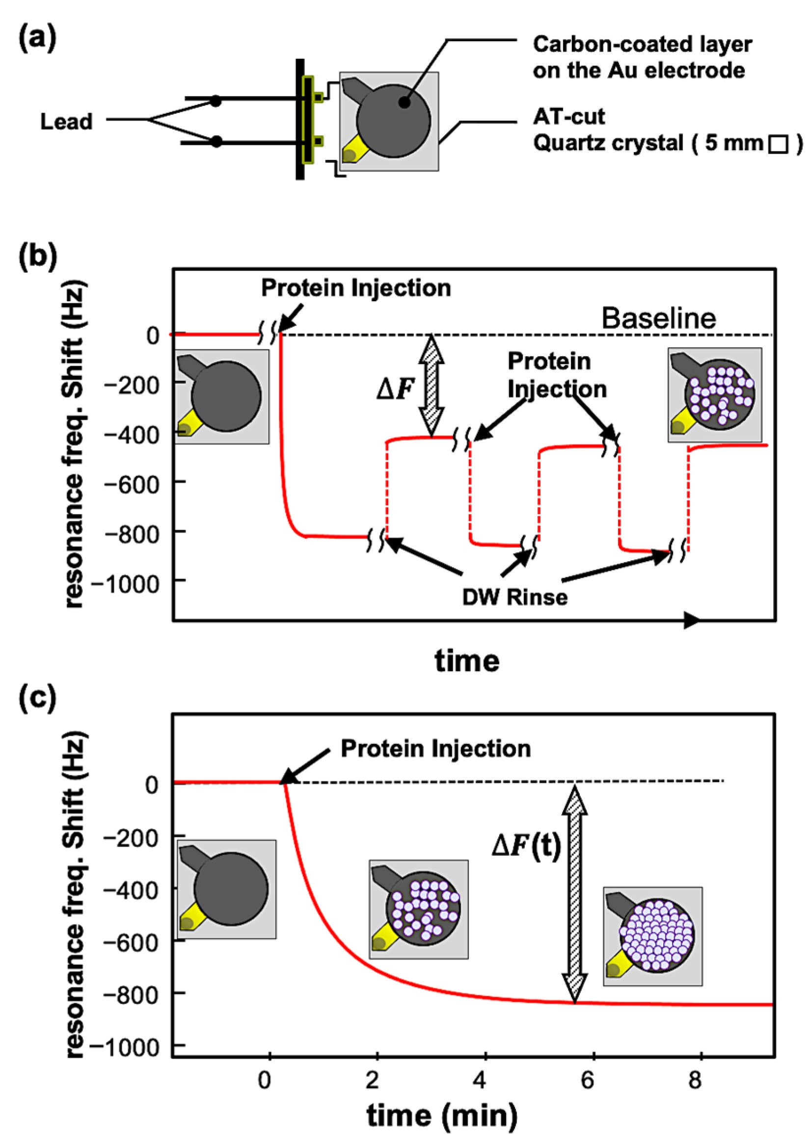 Biophysica 04 00018 g006